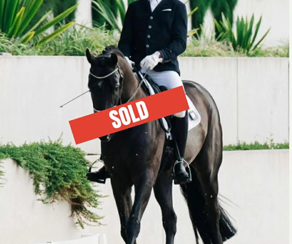 Hampton Park Equestrian: Horse Sales Qld