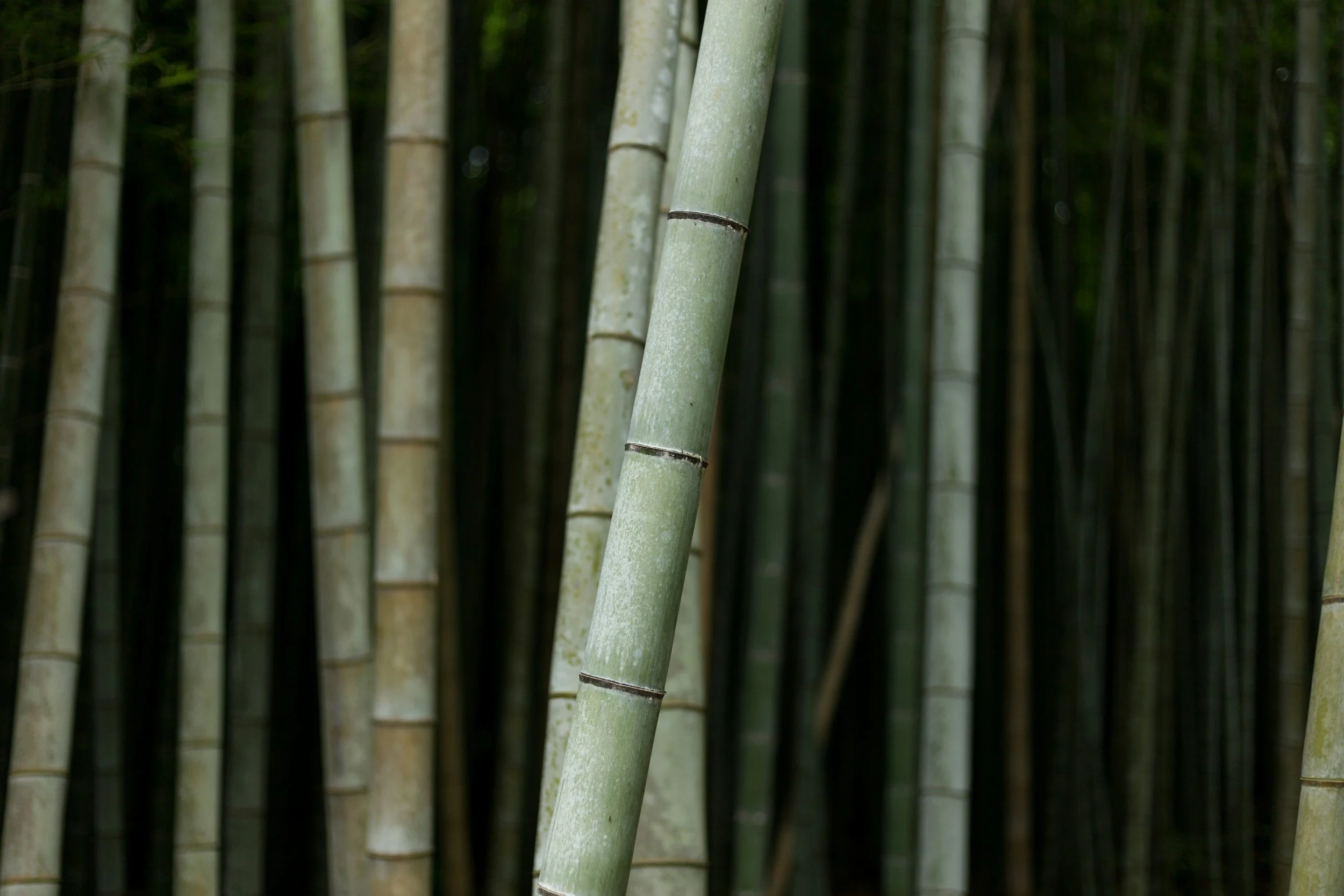 Close-up of a bamboo stalk in a dense bamboo forest.