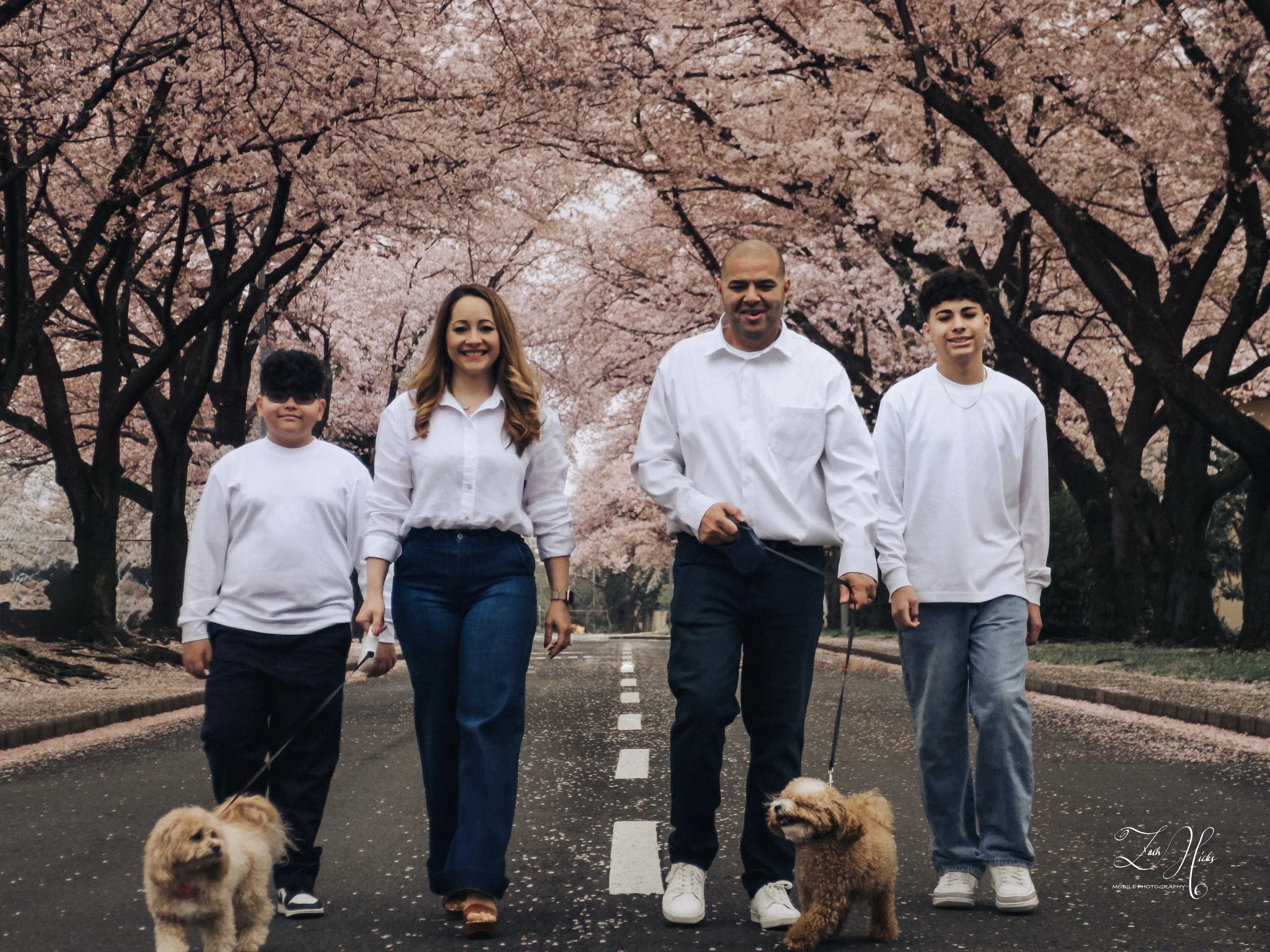 A family of four walking down a tree-lined street with pink cherry blossoms, two adults and two teenagers, each holding a dog on a leash, all dressed in white tops and jeans.