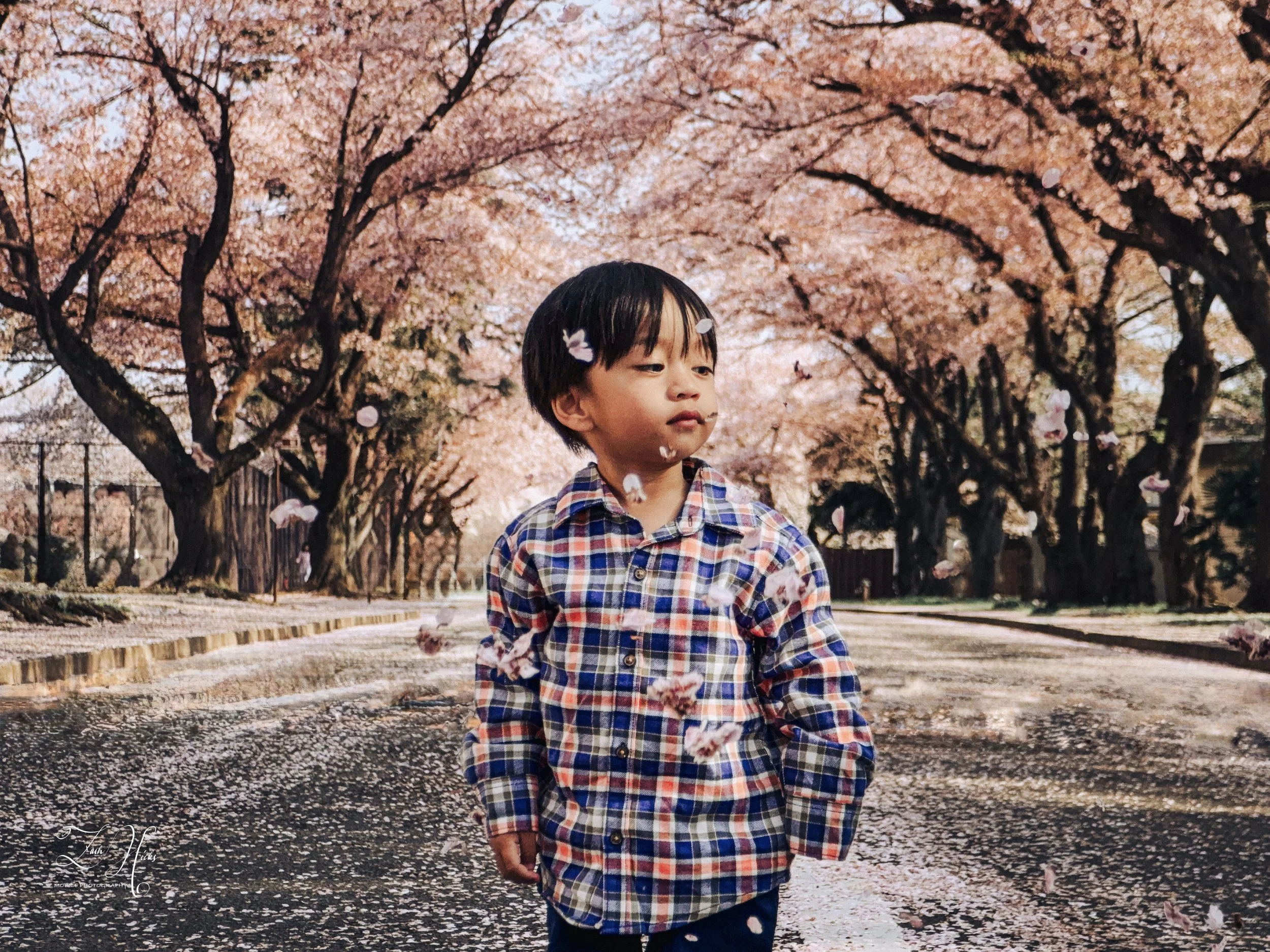 A young boy in a plaid shirt walking along a street lined with pink blossoming cherry trees, with petals falling around him.