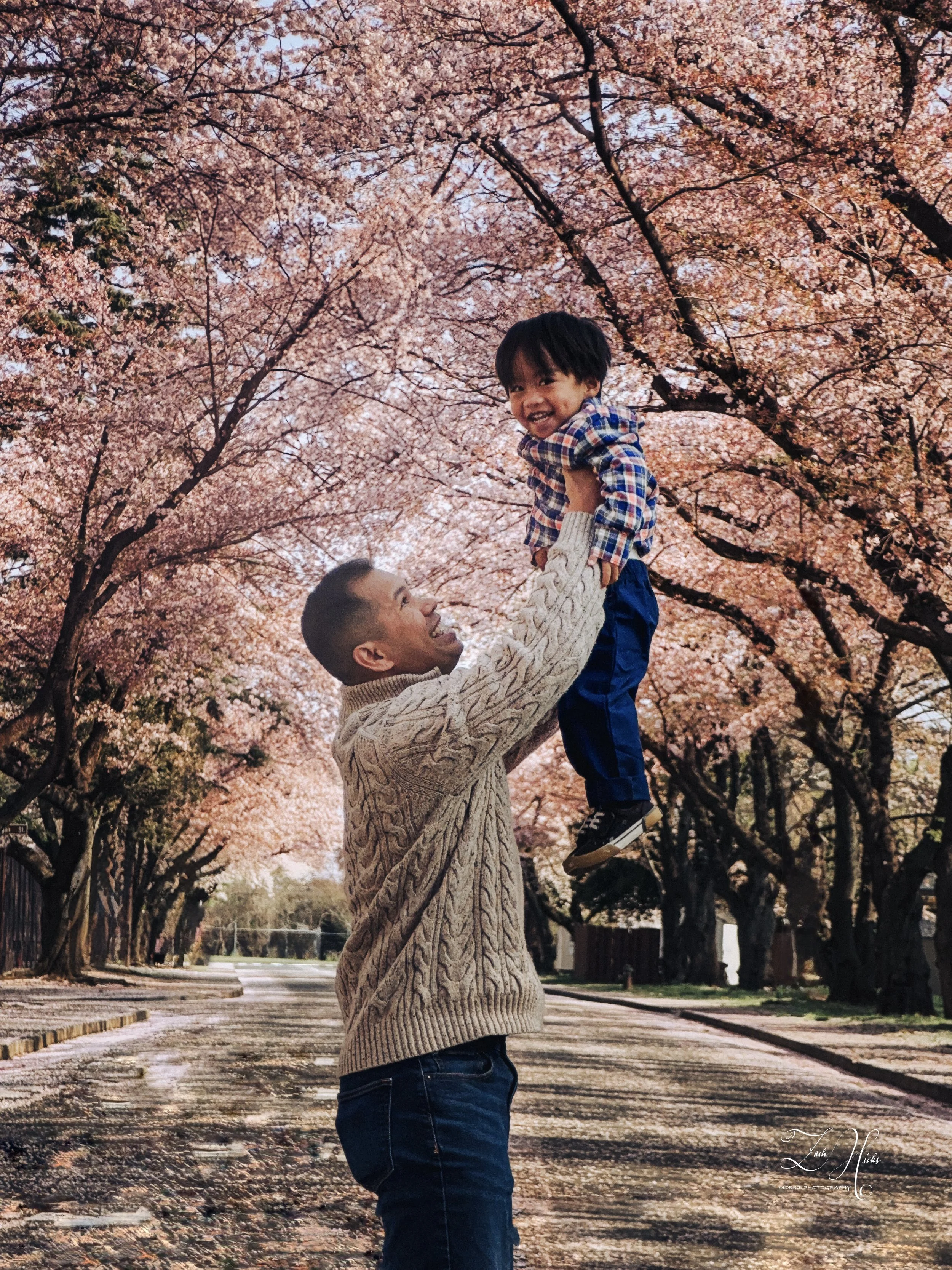 A man lifting a smiling young boy in the air along a pathway lined with cherry blossom trees in full bloom.
