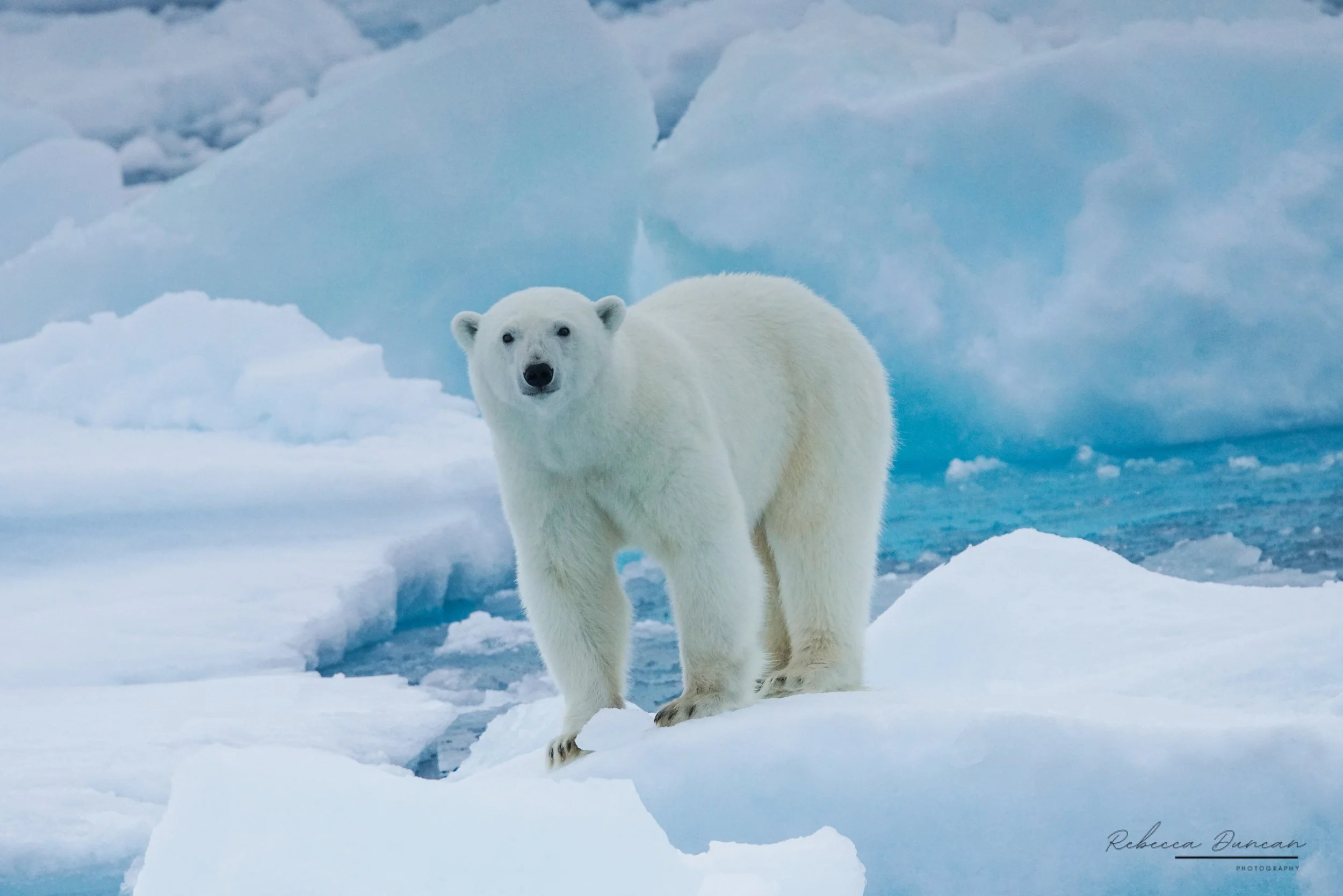 Bear print-1.jpg