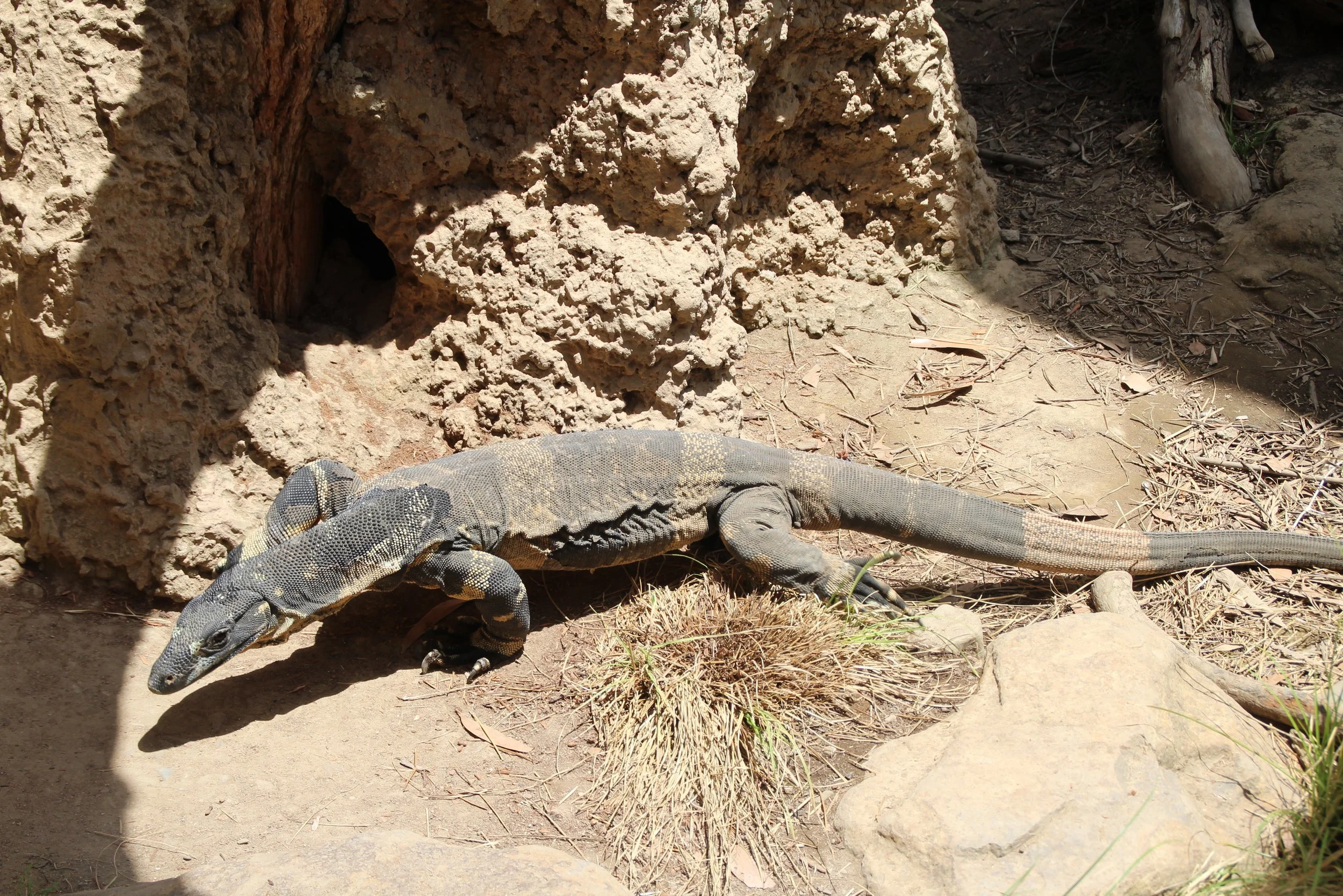 Monitor Lizard (2).jpg