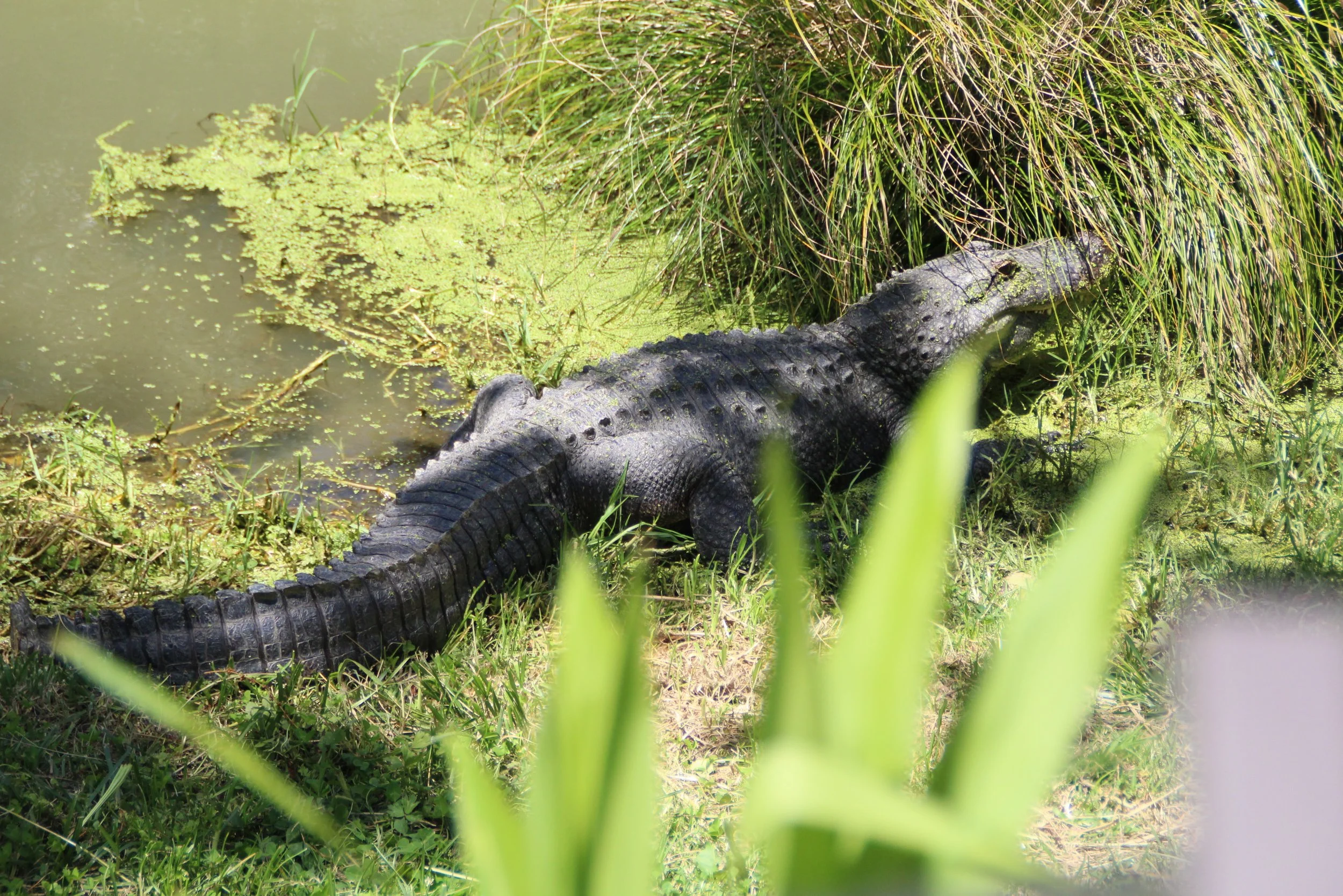 Alligator (3).jpg