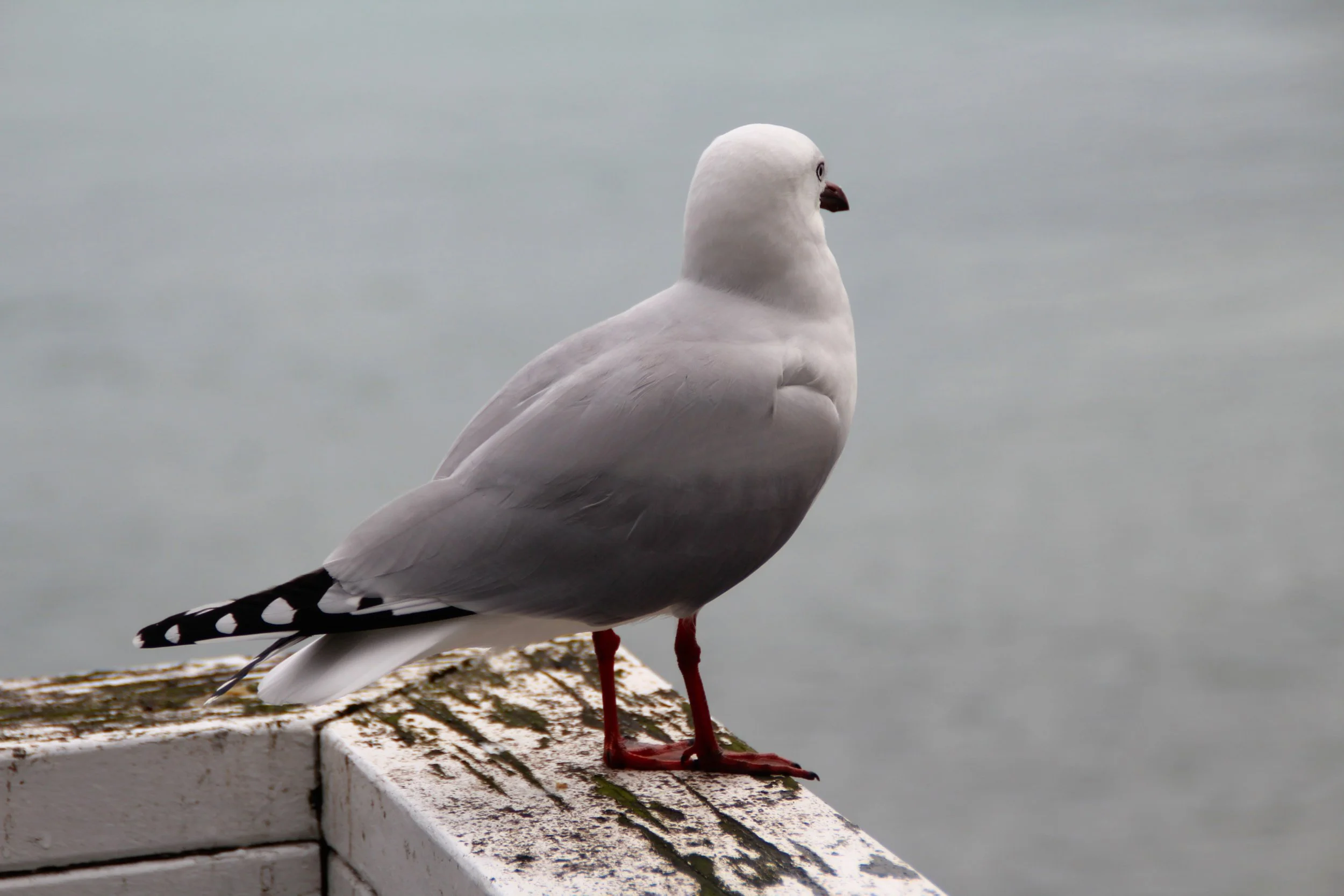 Seagull (85).jpg