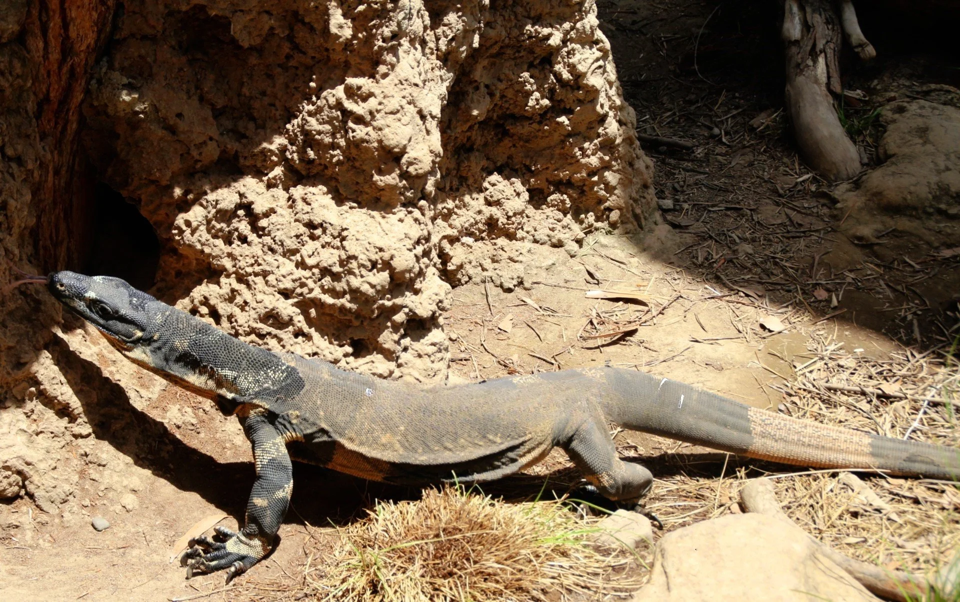 Monitor Lizard (5).jpg