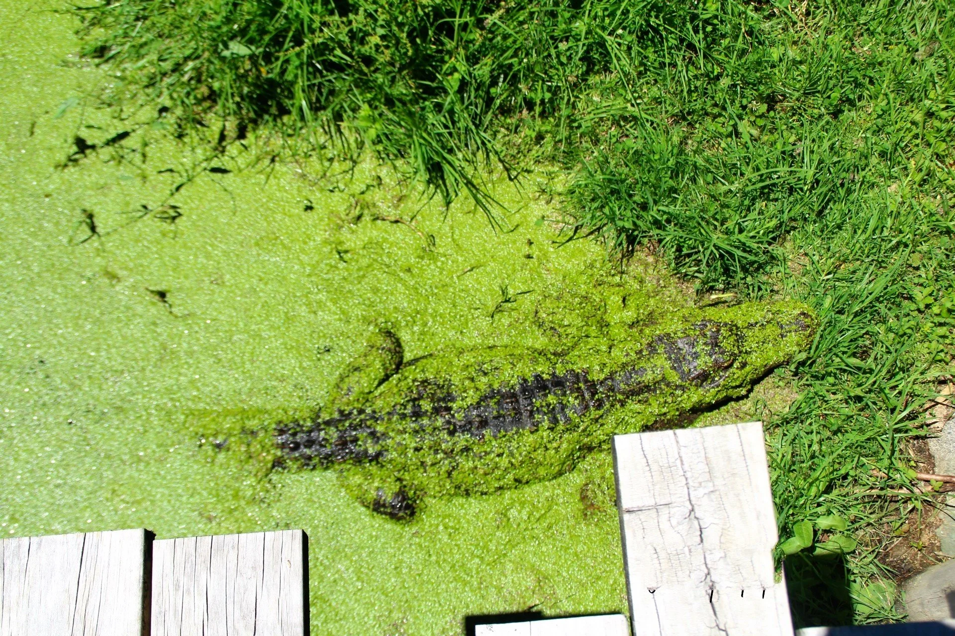 Alligator (2).jpg