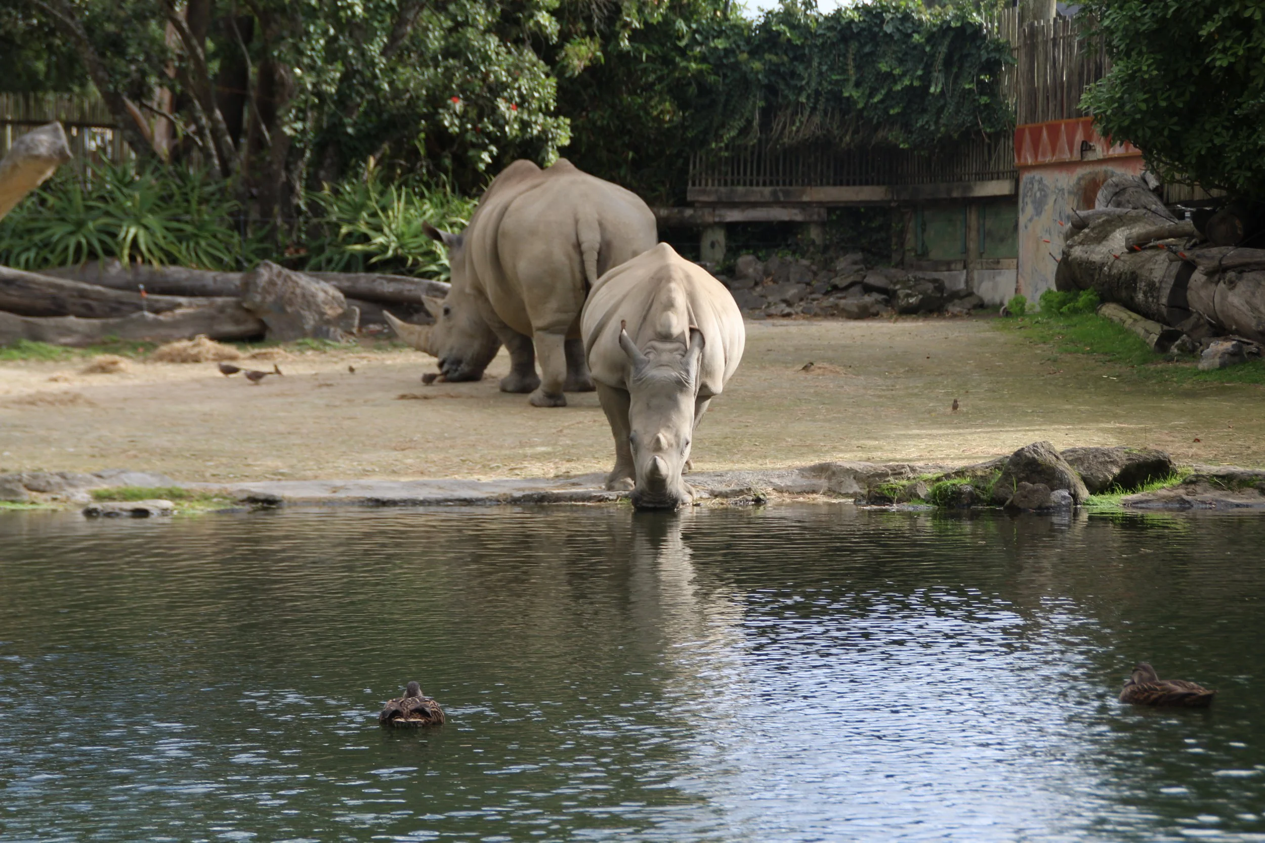 Rhinos (9).jpg