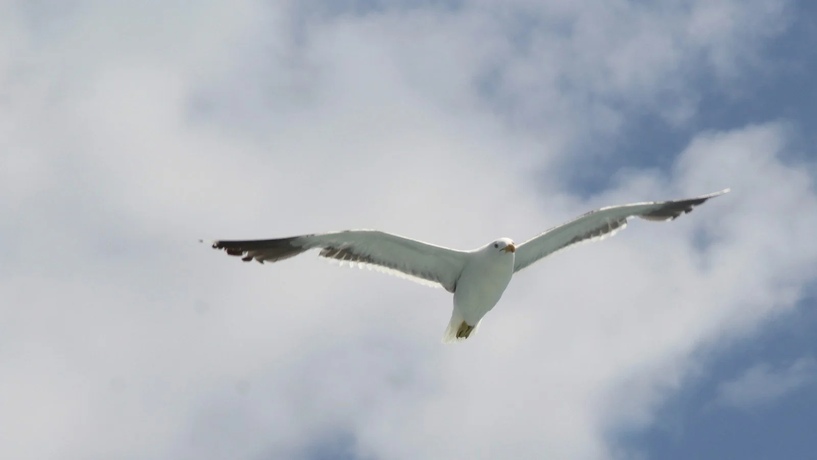 Seagull (48).jpg