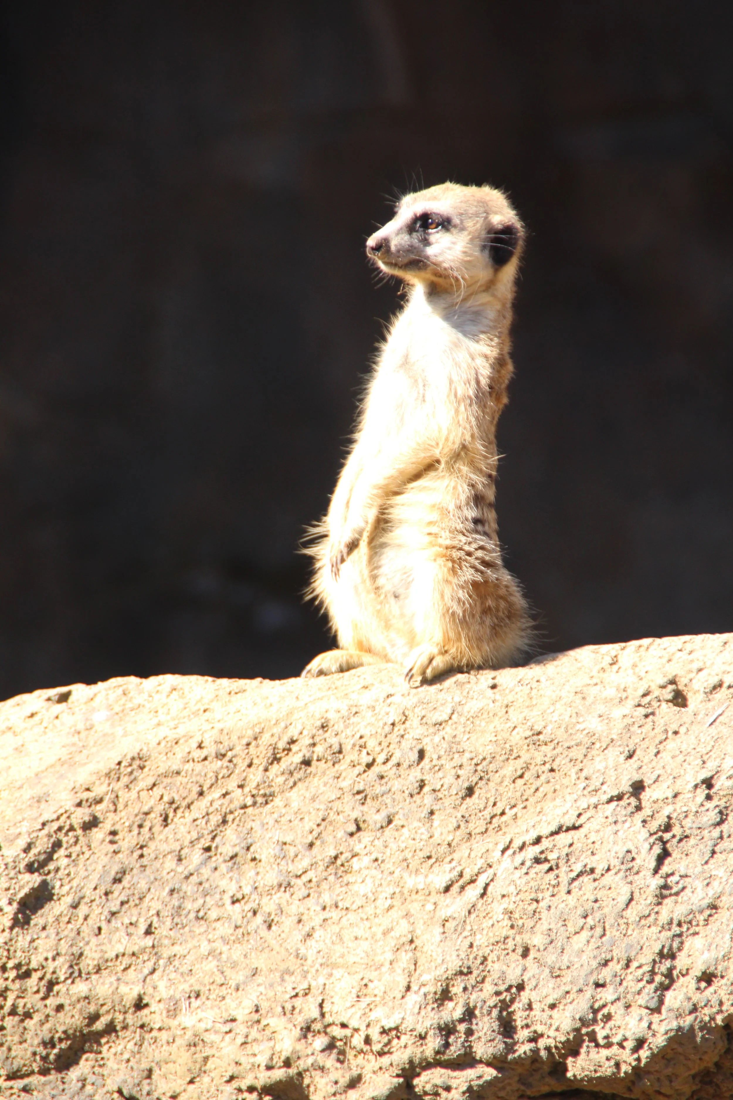 Meerkat (34).jpg