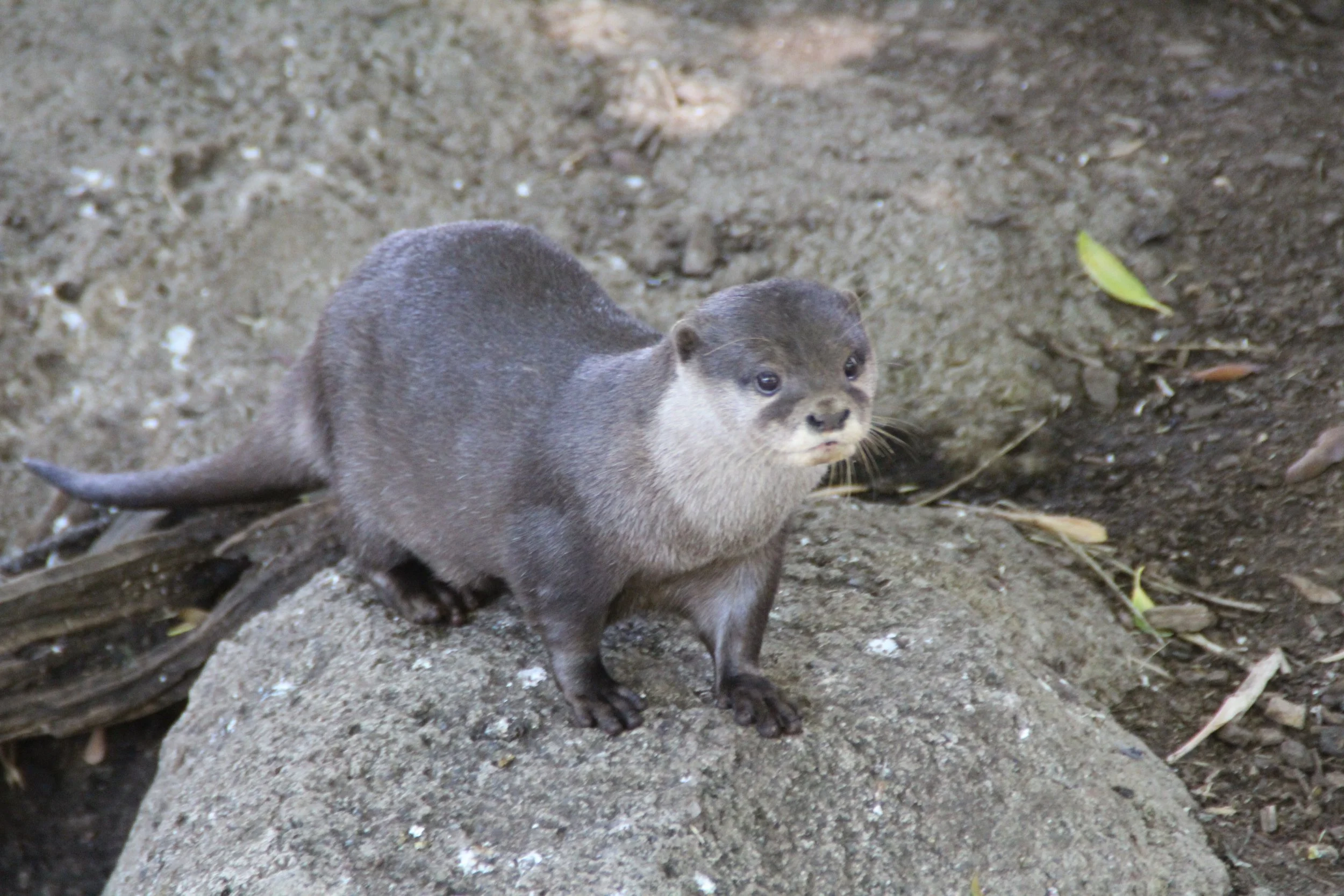 Otter (3).jpg