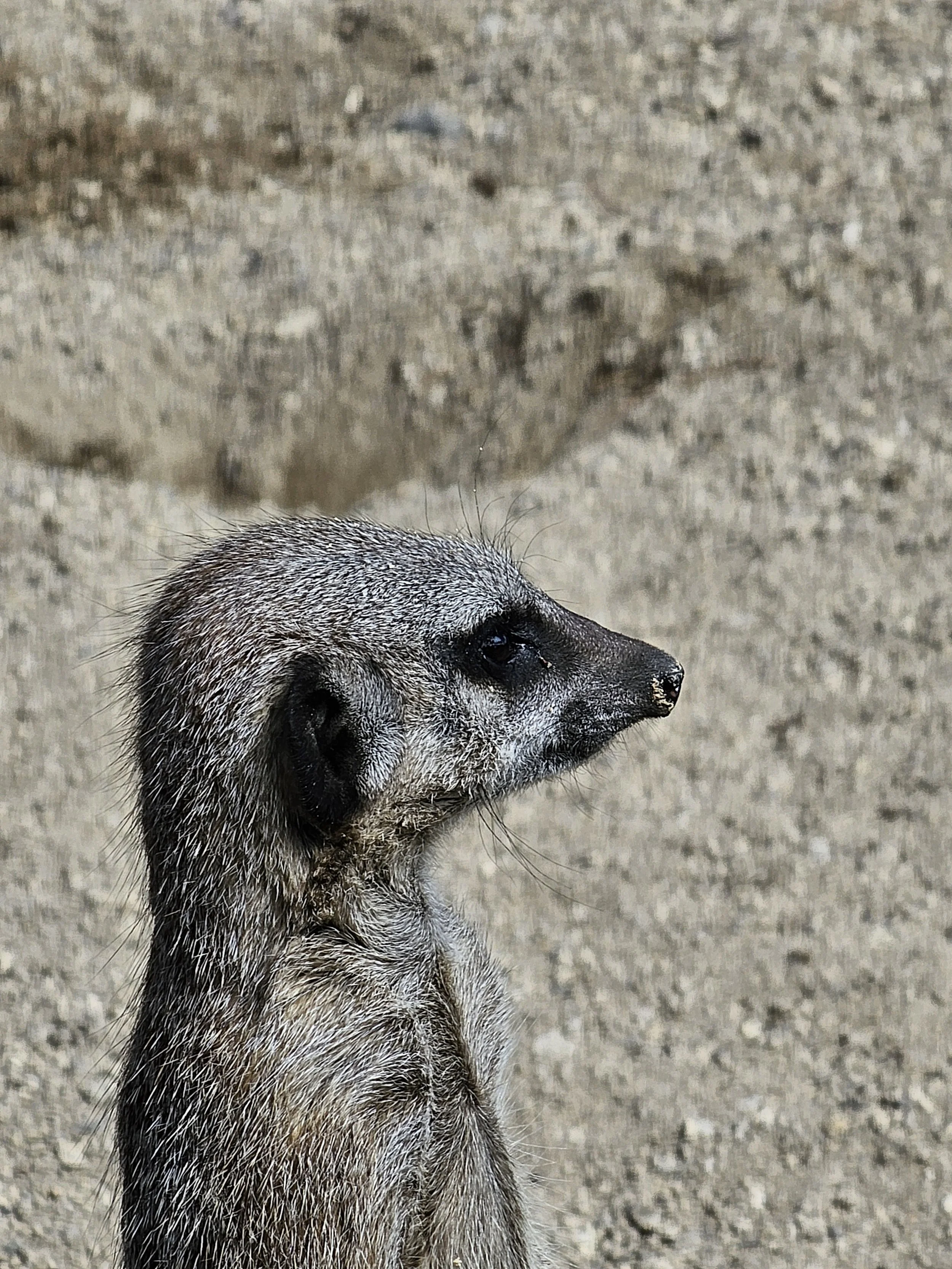 Meerkat (21).jpg