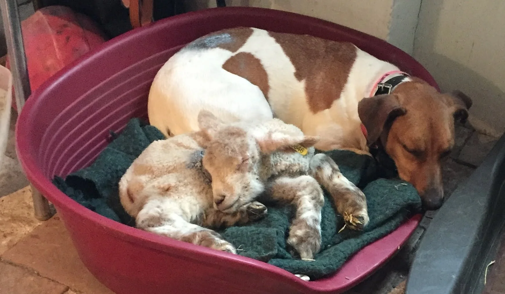 Un chien et deux lapins dorment ensemble dans un panier rouge avec une couverture verte.