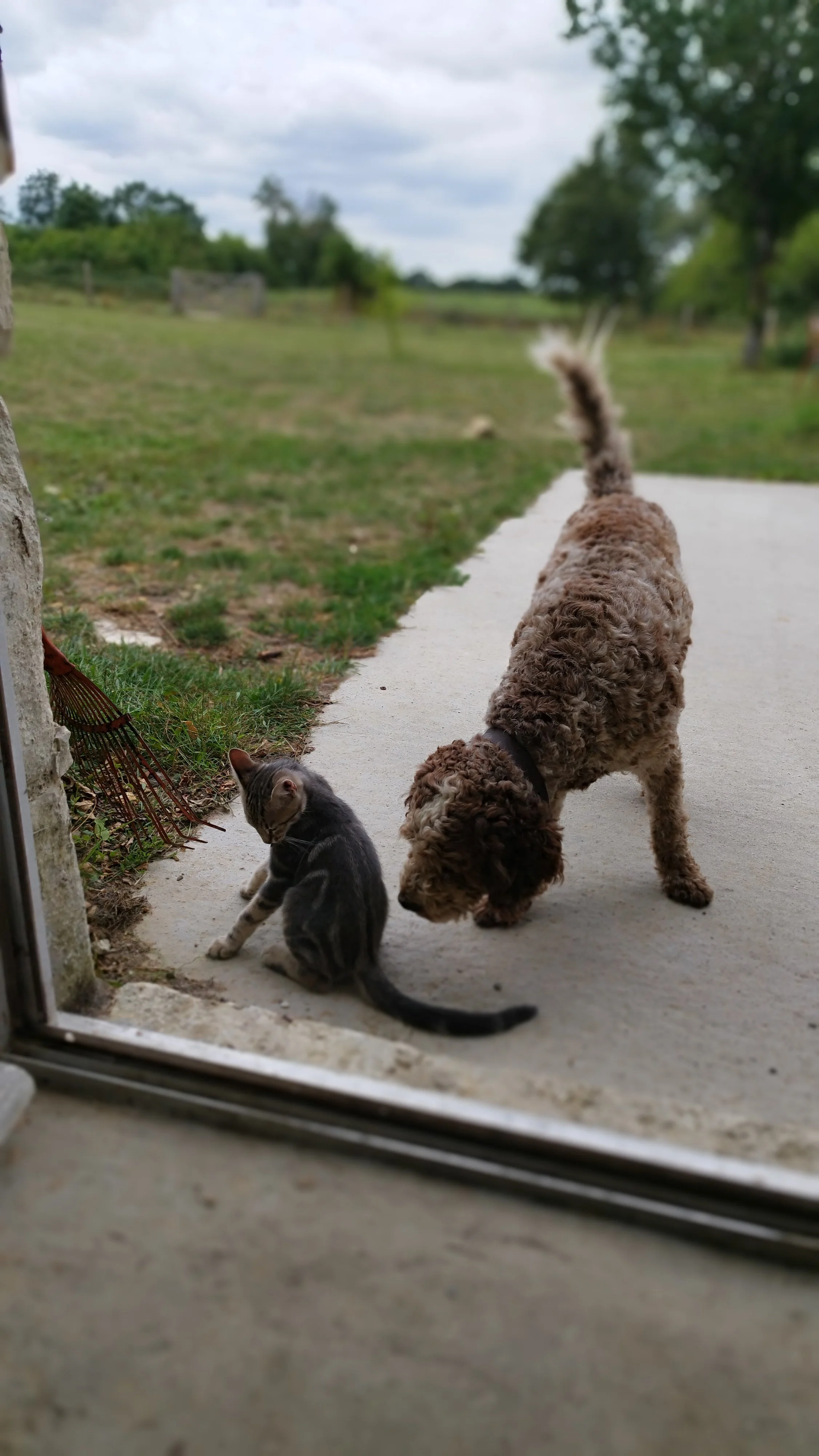 Un chat gris et un chien à poils bouclés regardant dehors à travers une porte-fenêtre, dans un jardin avec des arbres et un ciel nuageux.