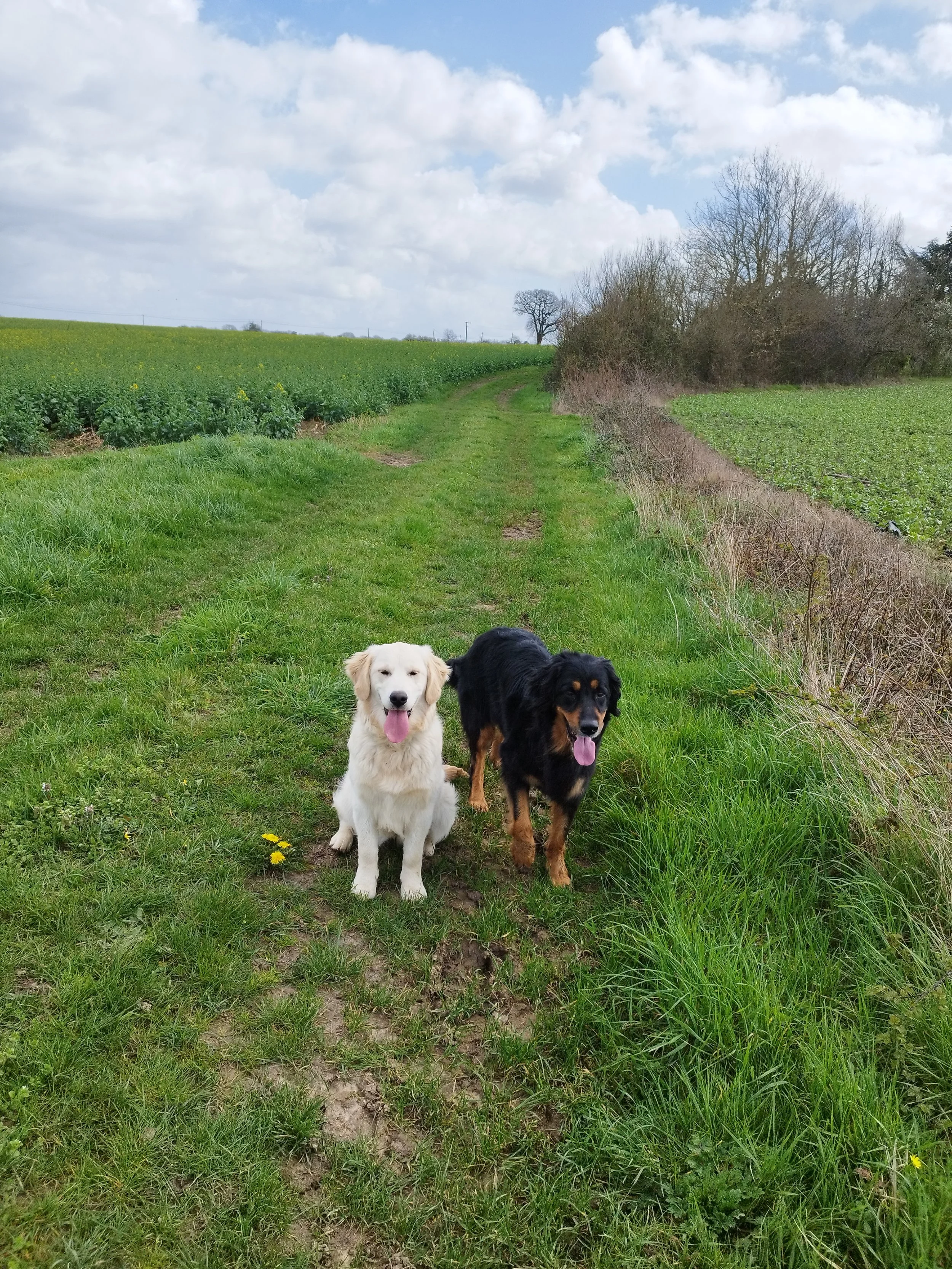 Deux chiens, un blanc et un noir avec des taches marron, assis sur un sentier herbeux dans un champ rural en plein air, sous un ciel nuageux.