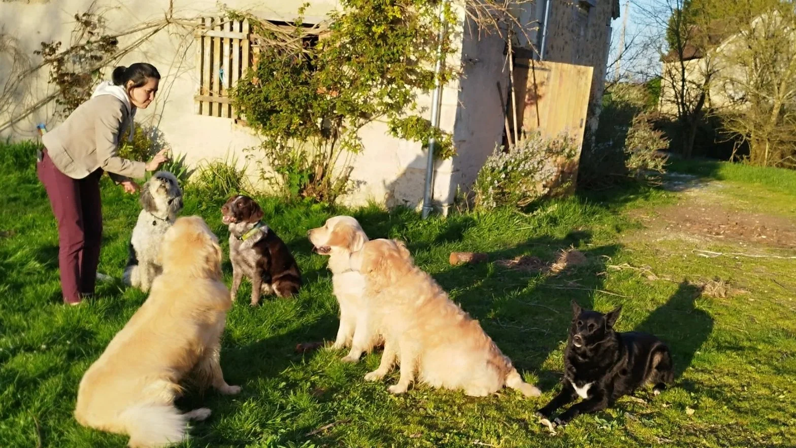 Une femme avec plusieurs chiens dans un jardin ensoleillé, certains assis et d'autres debout, près d'une vieille maison en pierre et d'arbustes.