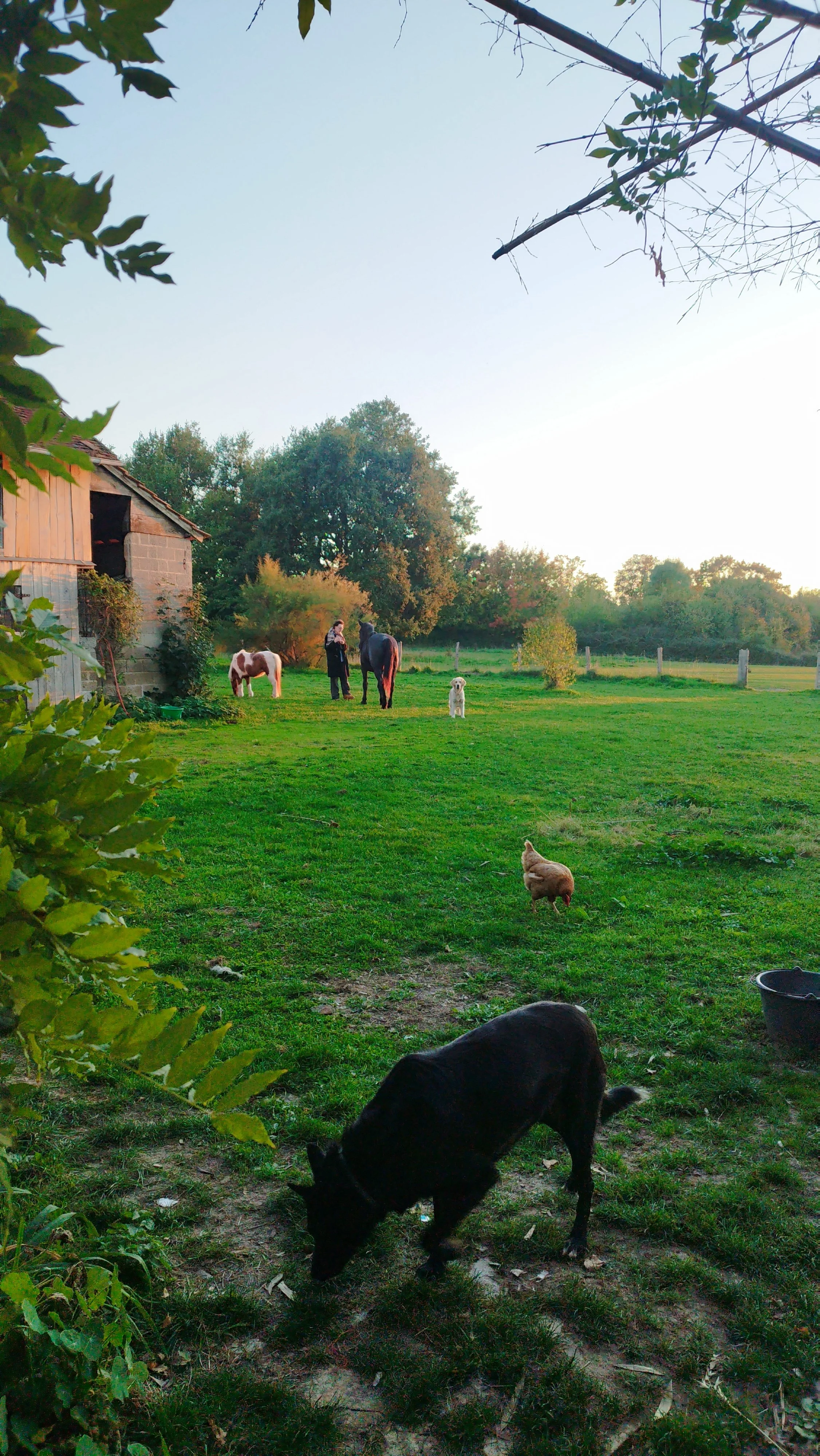 Une scène de ferme avec plusieurs animaux et deux personnes. Un chien noir en premier plan, un cochon, un chien blanc, un cheval, et un autre cheval gris clair au fond. Une maison de ferme en pierre et bois à gauche. Arbres et un ciel clair en arrière-plan.