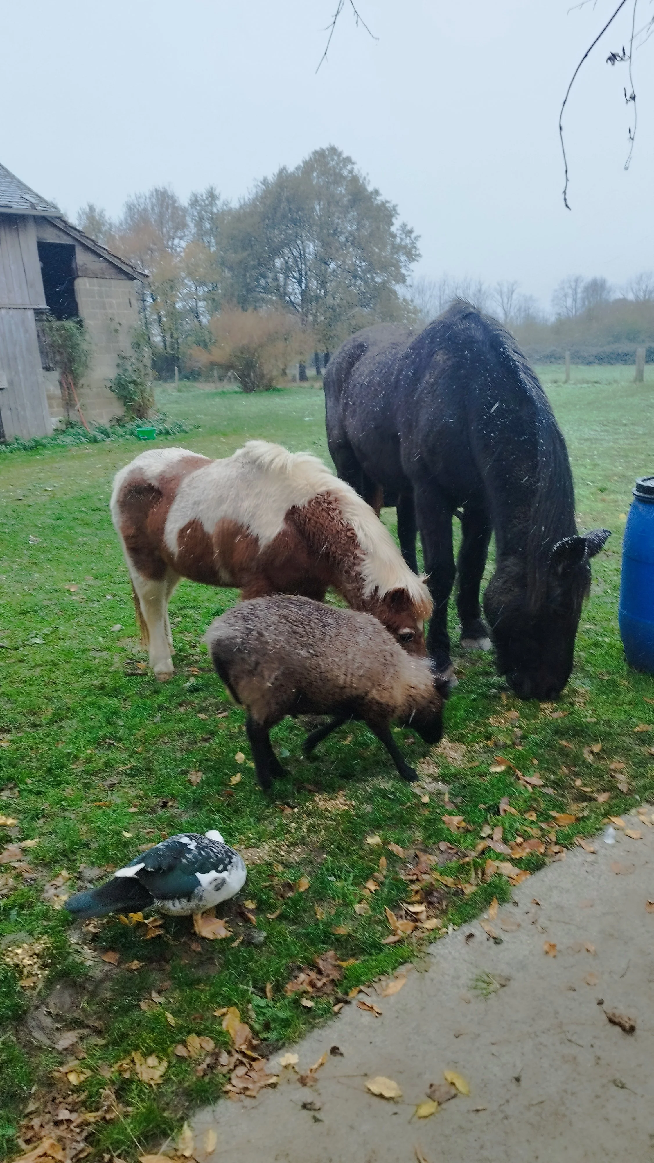 Animaux de ferme : cheval noir, poney blanc et marron, sanglier, pigeon noir et blanc, dans un champ par temps pluvieux.
