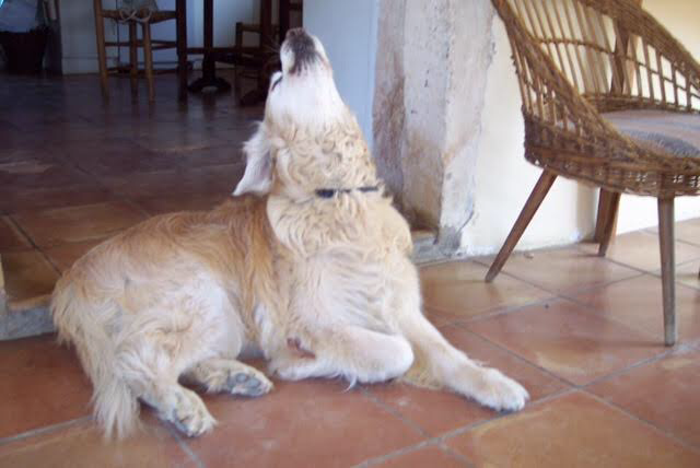 Un chien Golden Retriever qui se gratte ou se tient la tête contre un mur, assis sur un sol en carreaux.