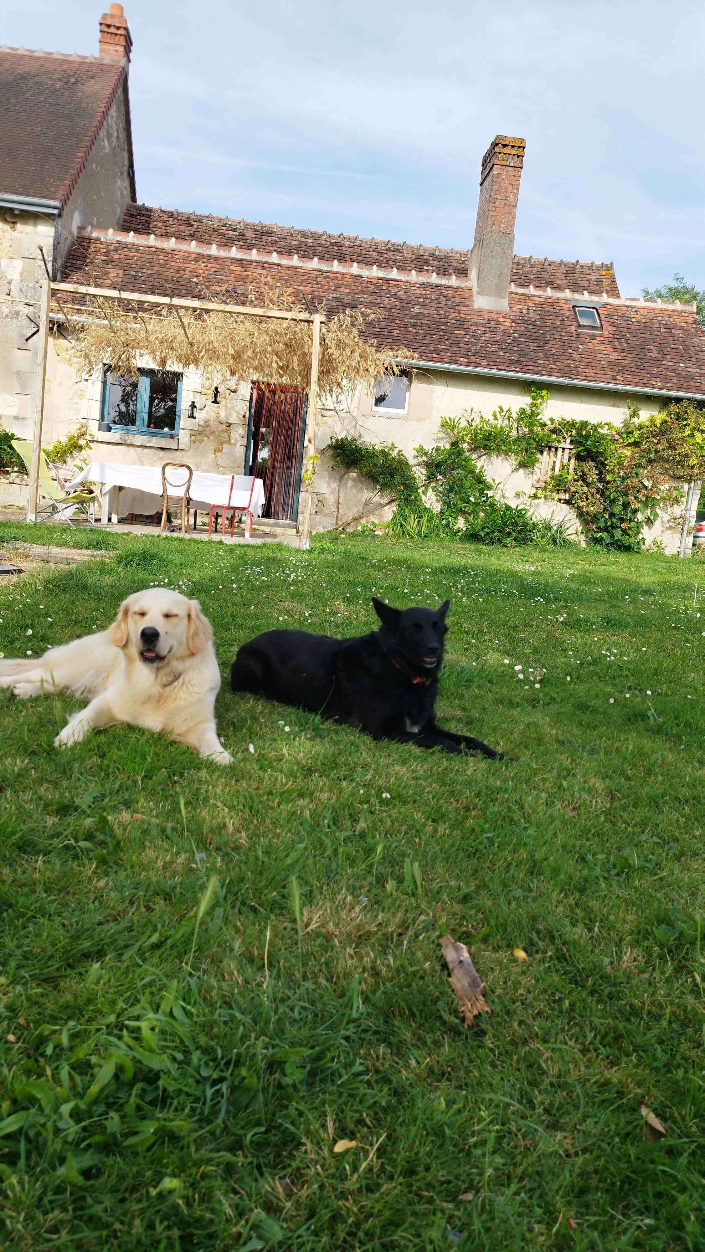 Deux chiens allongés sur l'herbe d'un jardin devant une maison en pierre avec un toit en tuiles.