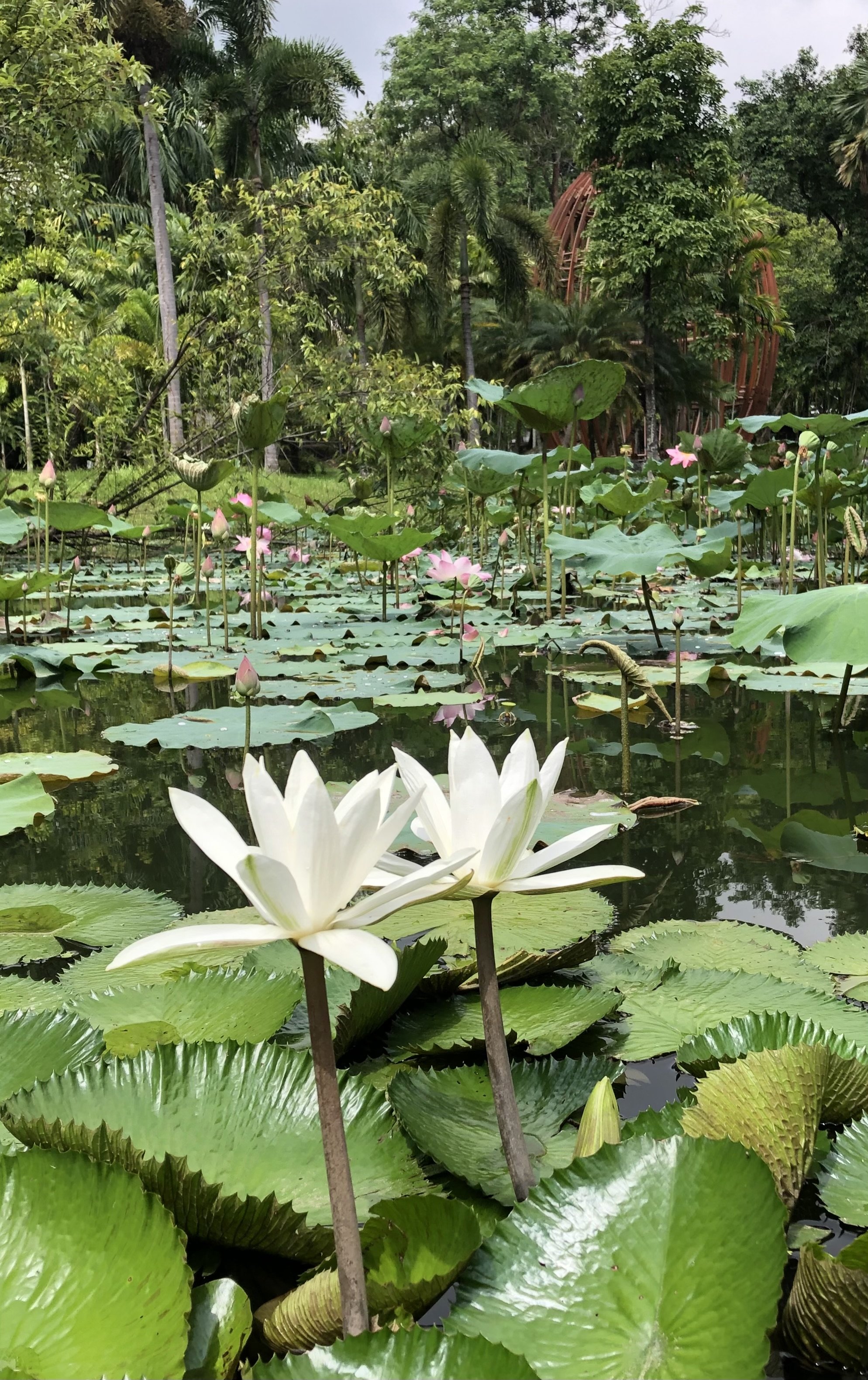View of a pond filled with white and pink water lilies and green lily pads, surrounded by lush tropical trees and plants.