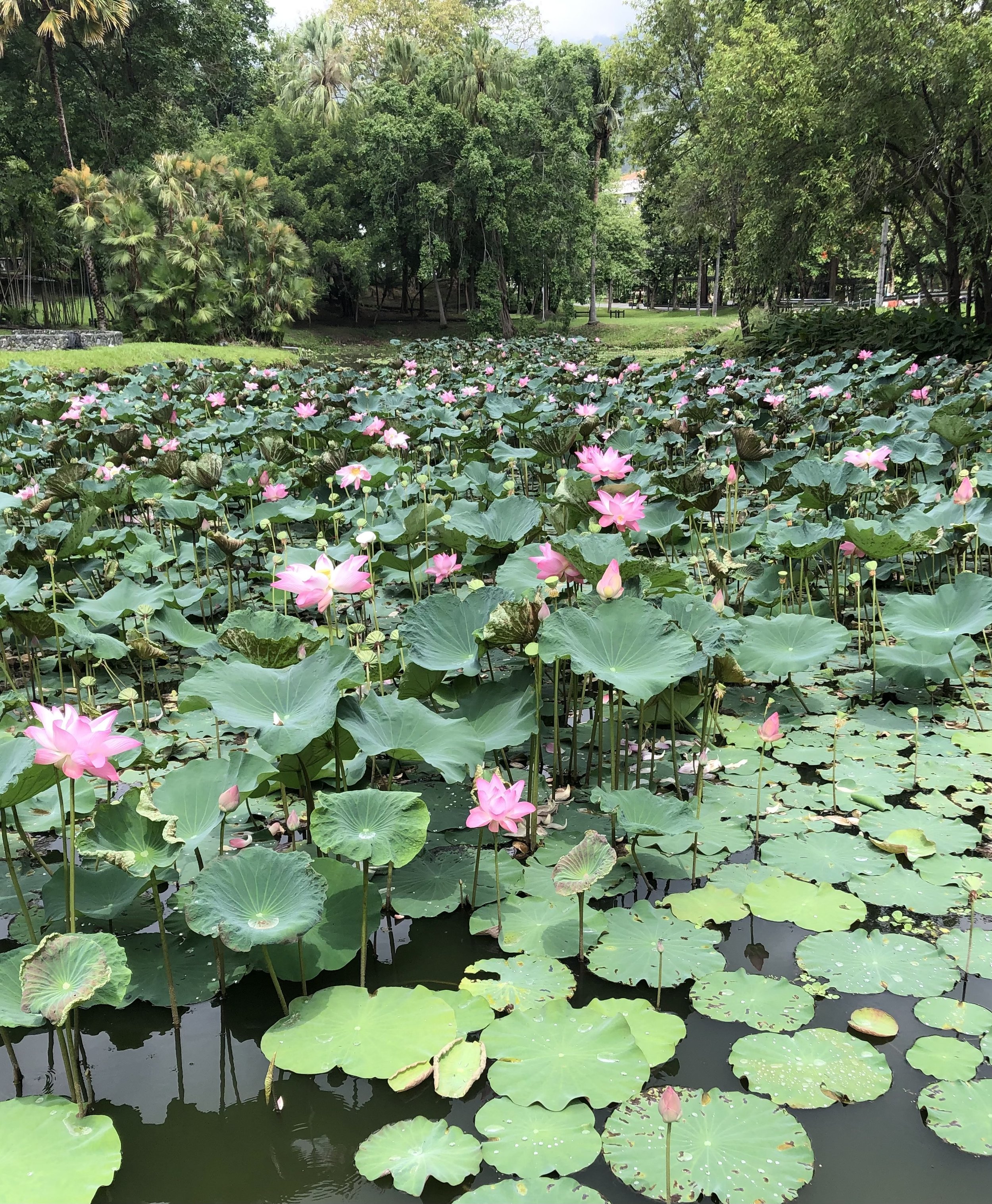 A pond filled with pink water lilies and large green lily pads, surrounded by lush green trees and foliage.
