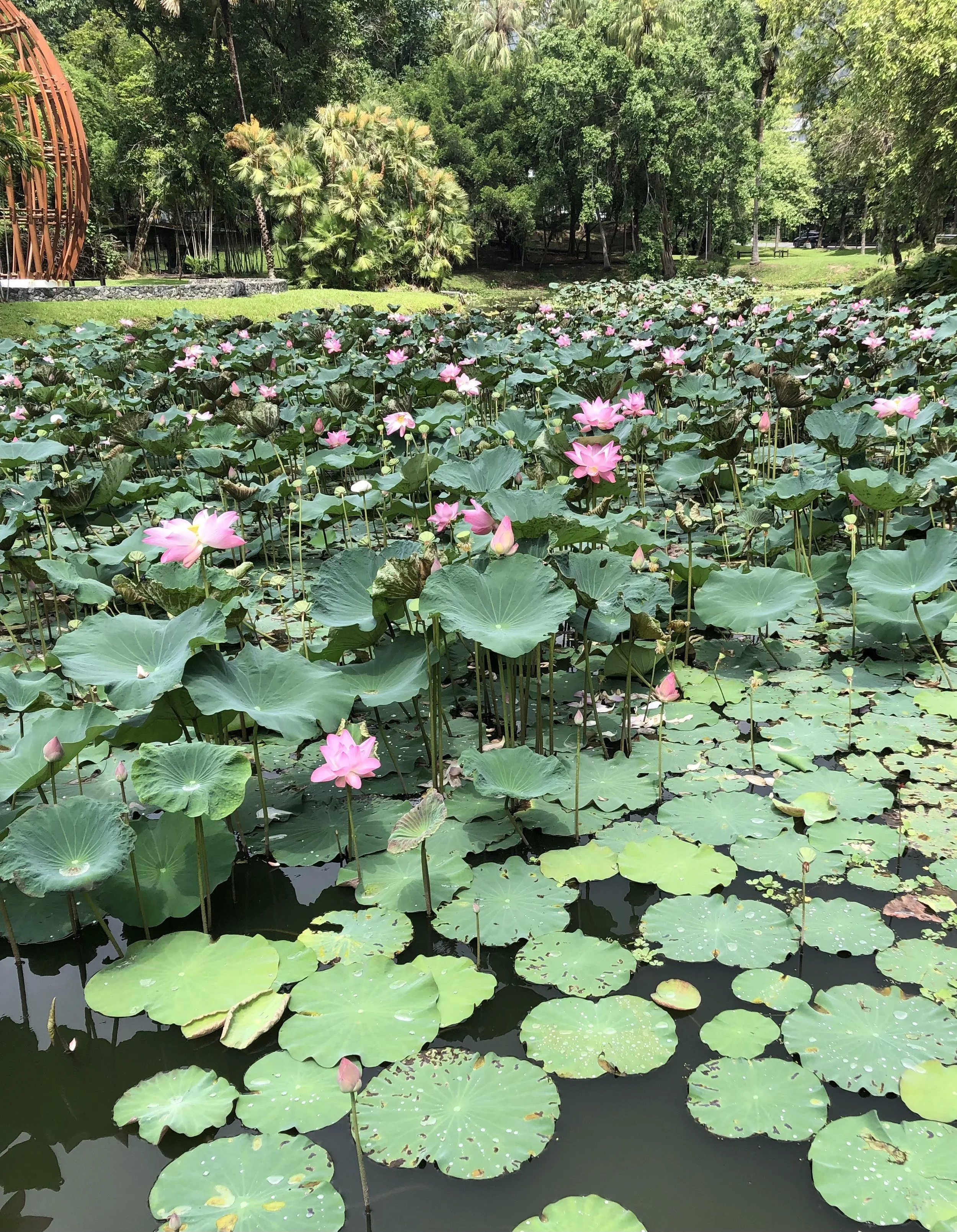 A pond filled with blooming pink water lilies and large green lily pads, surrounded by trees and lush greenery in a park.