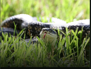 Snake Control