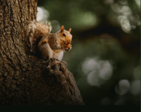 Squirrel Removal