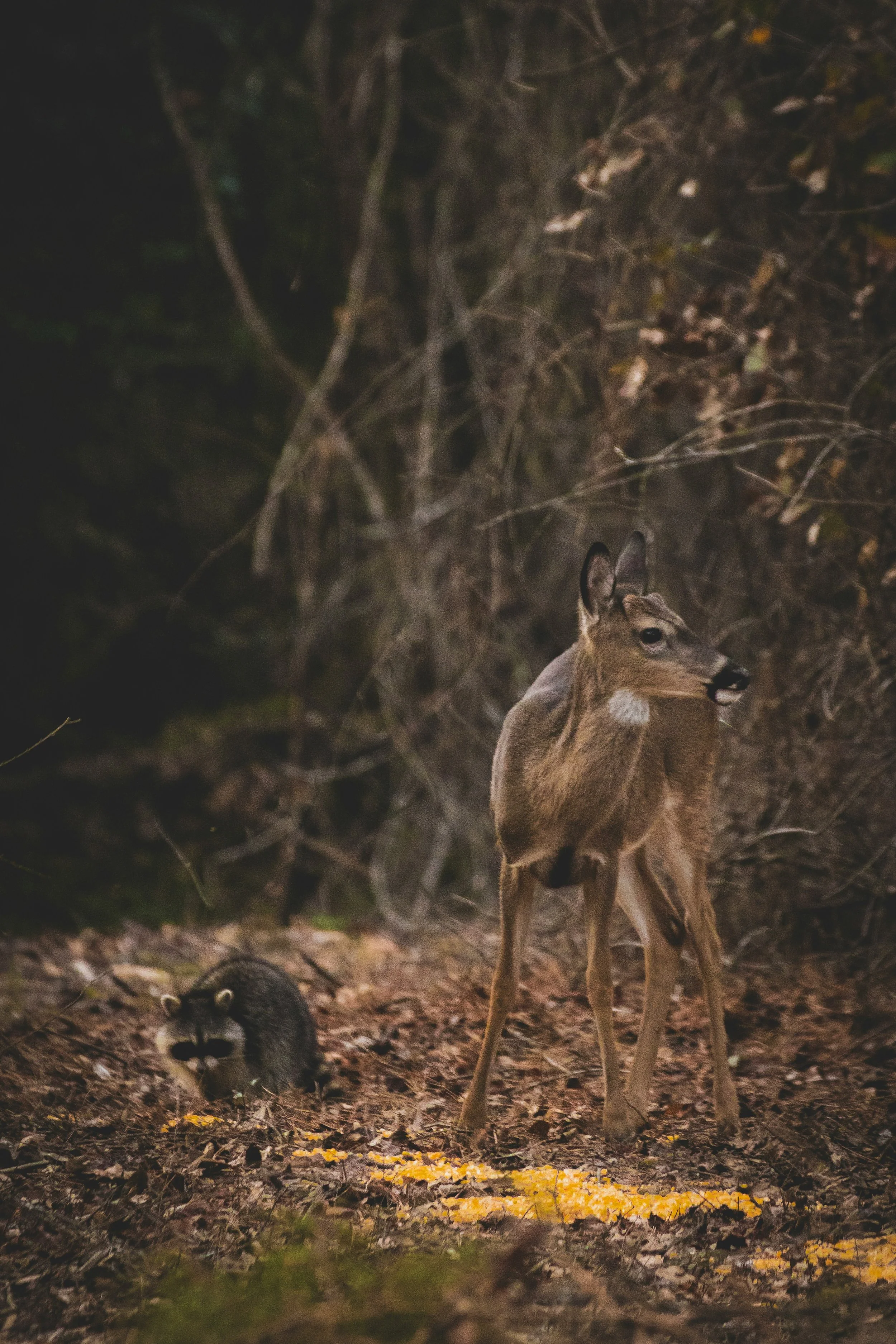 Raccoon & Deer Control
