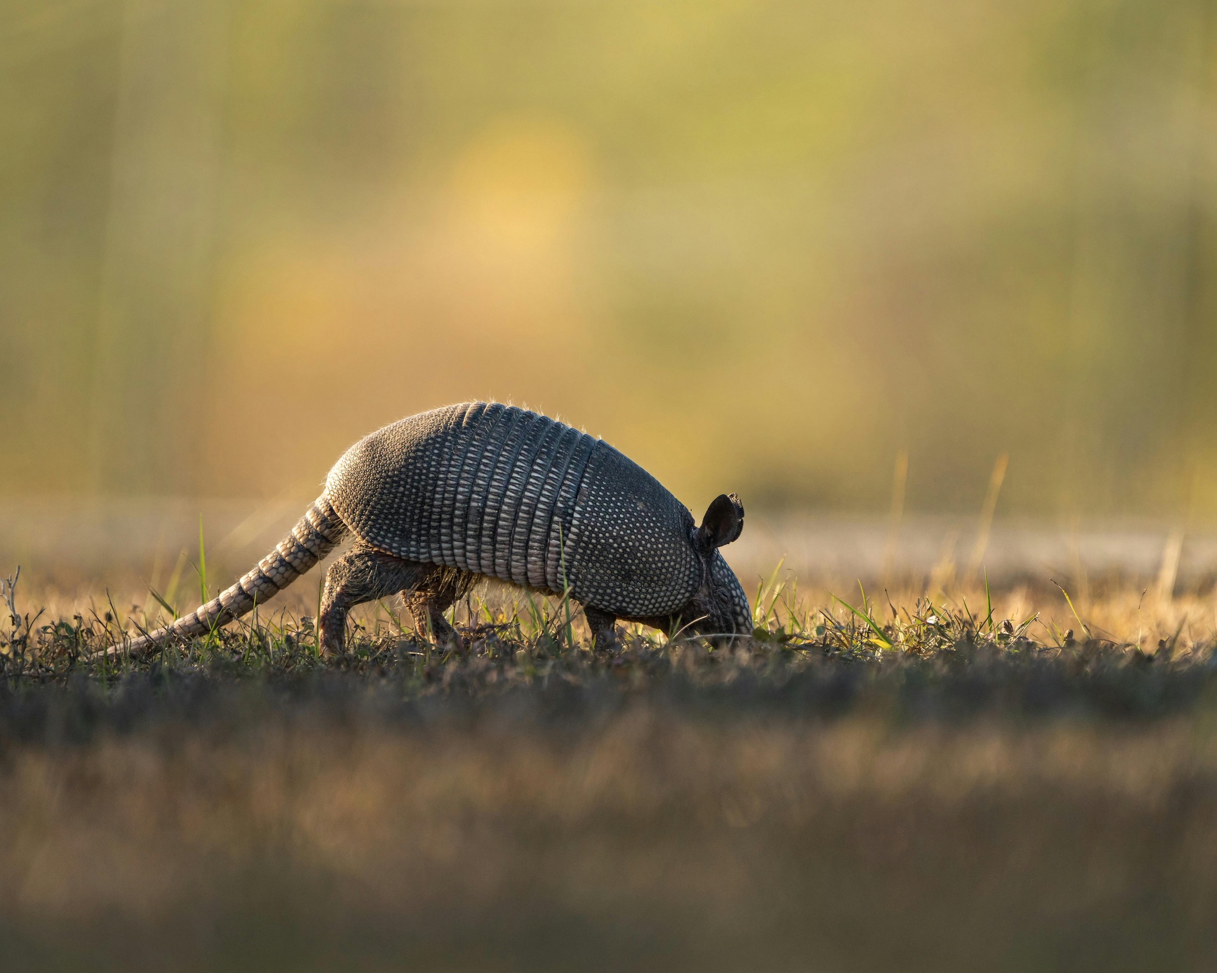 Armadillo Trapping