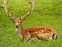 Raccoon & Deer Control