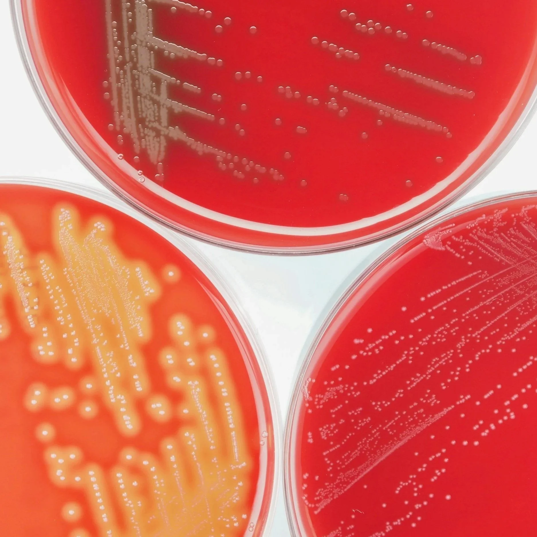laboratory accreditation preparation and ISO 17025 readiness support