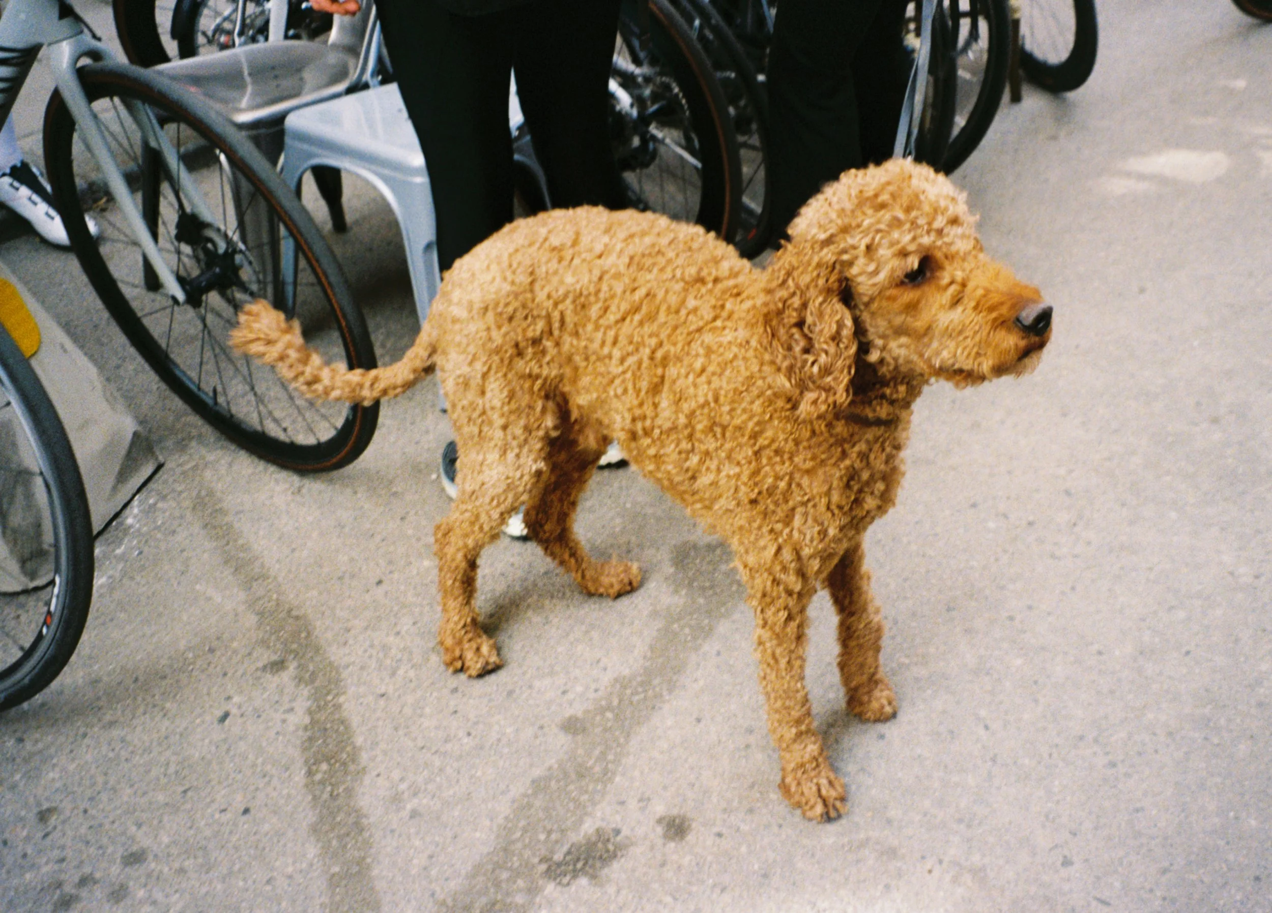 A curly-haired, golden-brown dog standing on a concrete surface near parked bicycles and a person.