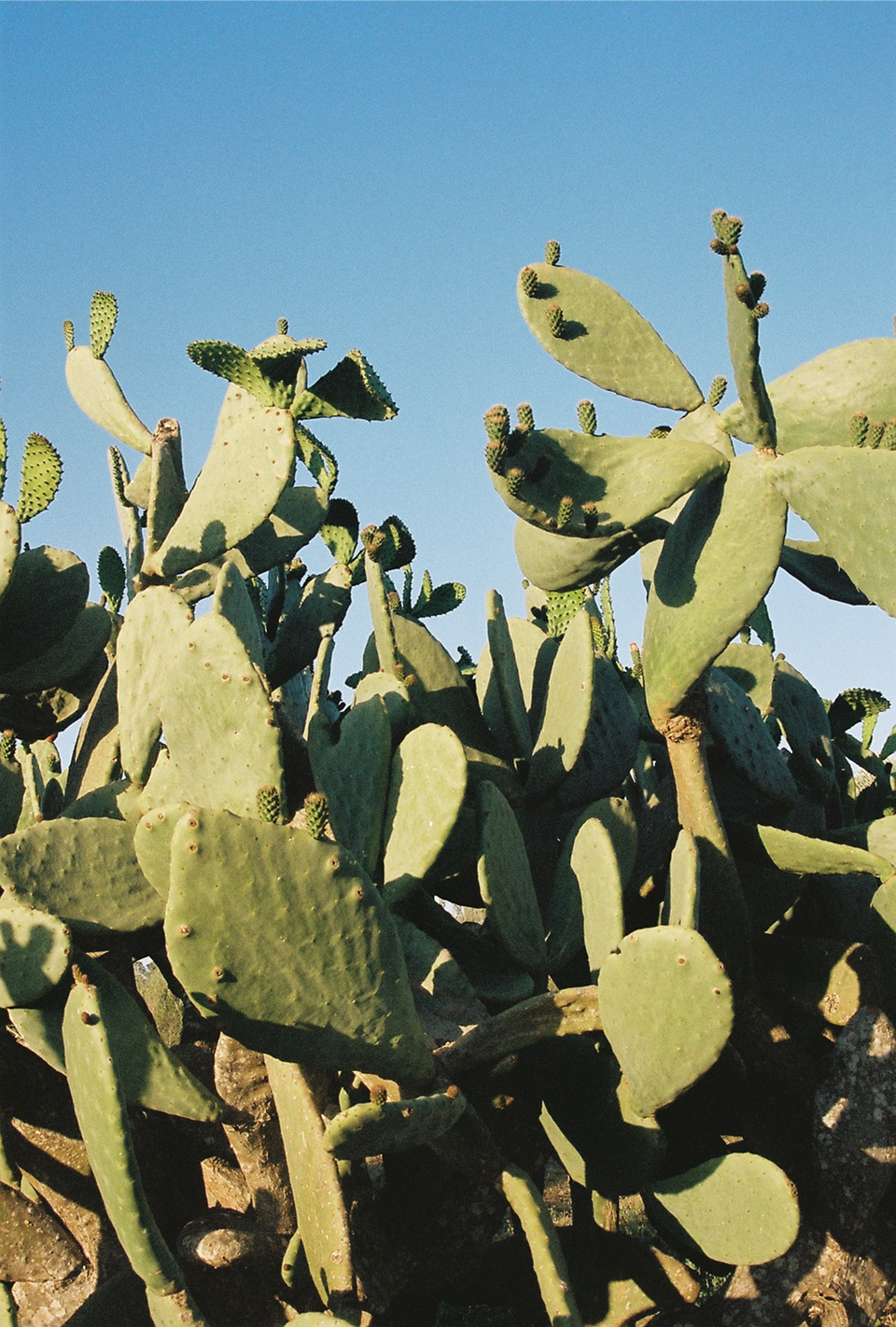 Cluster of green prickly pear cacti against a clear blue sky.