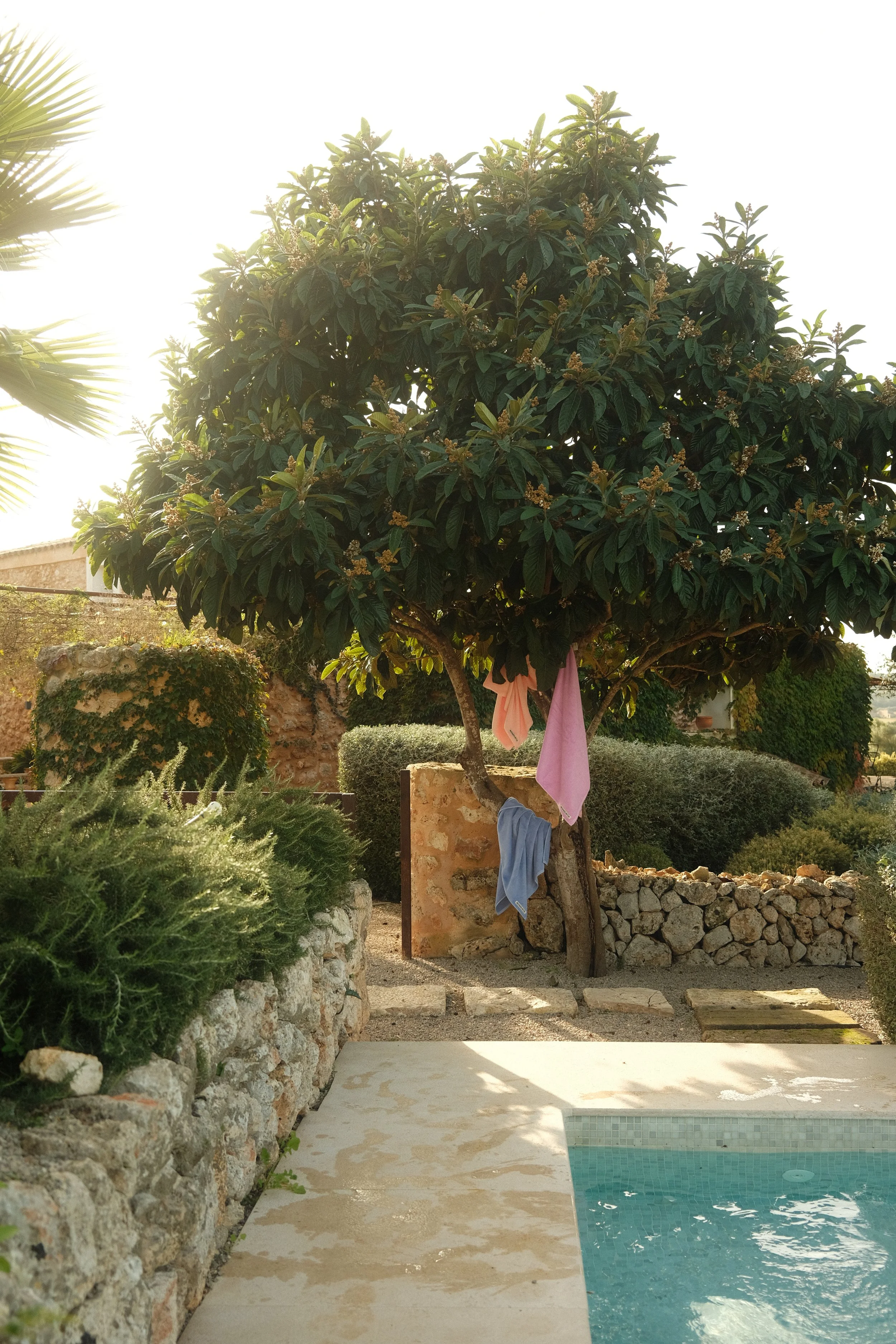 A lush tree with multiple pink and blue towels hanging from its branches, situated next to a stone wall and a swimming pool in a landscaped outdoor area.