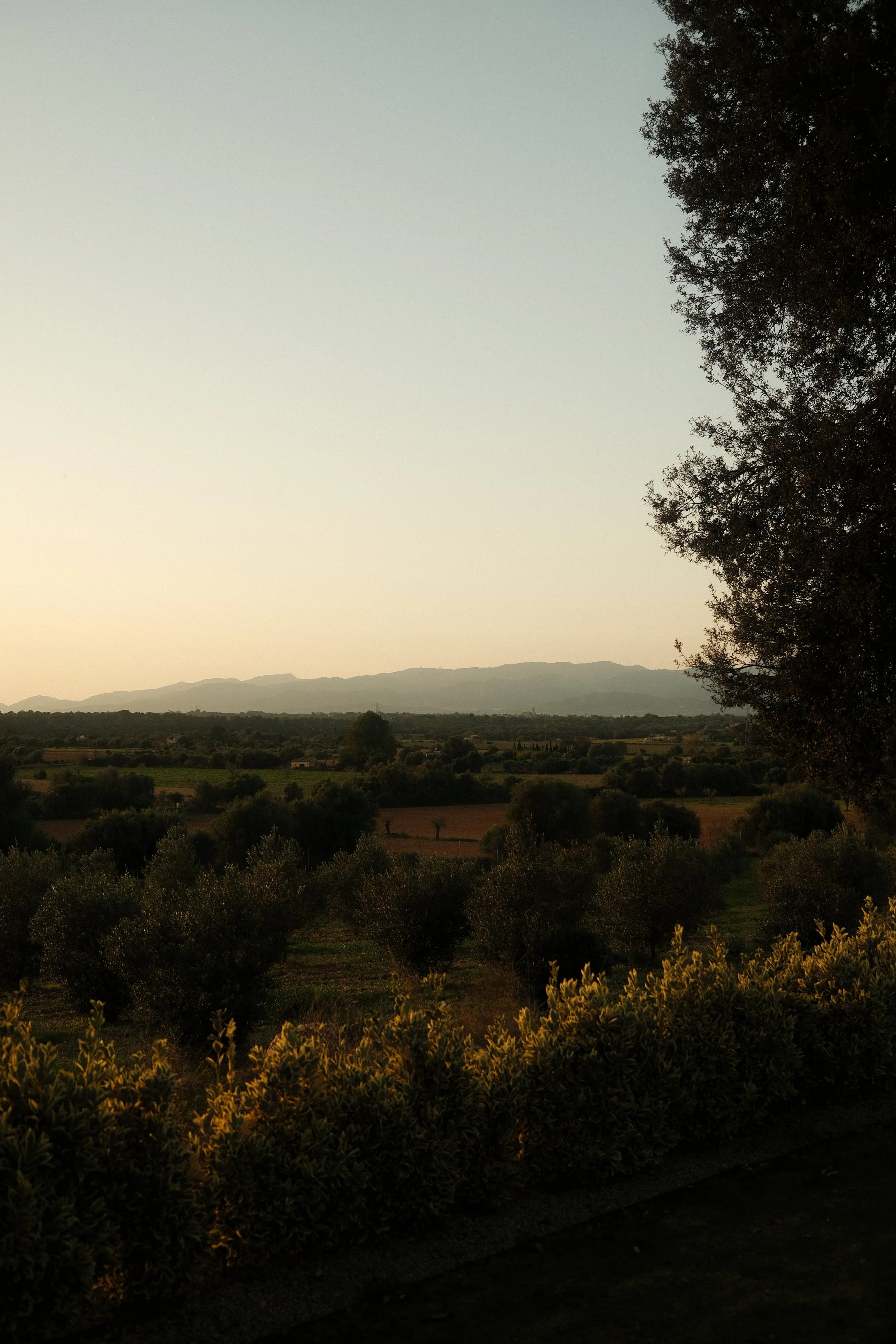 Landscape view of a rural area at sunset with distant mountains, scattered trees, and bushes in the foreground.