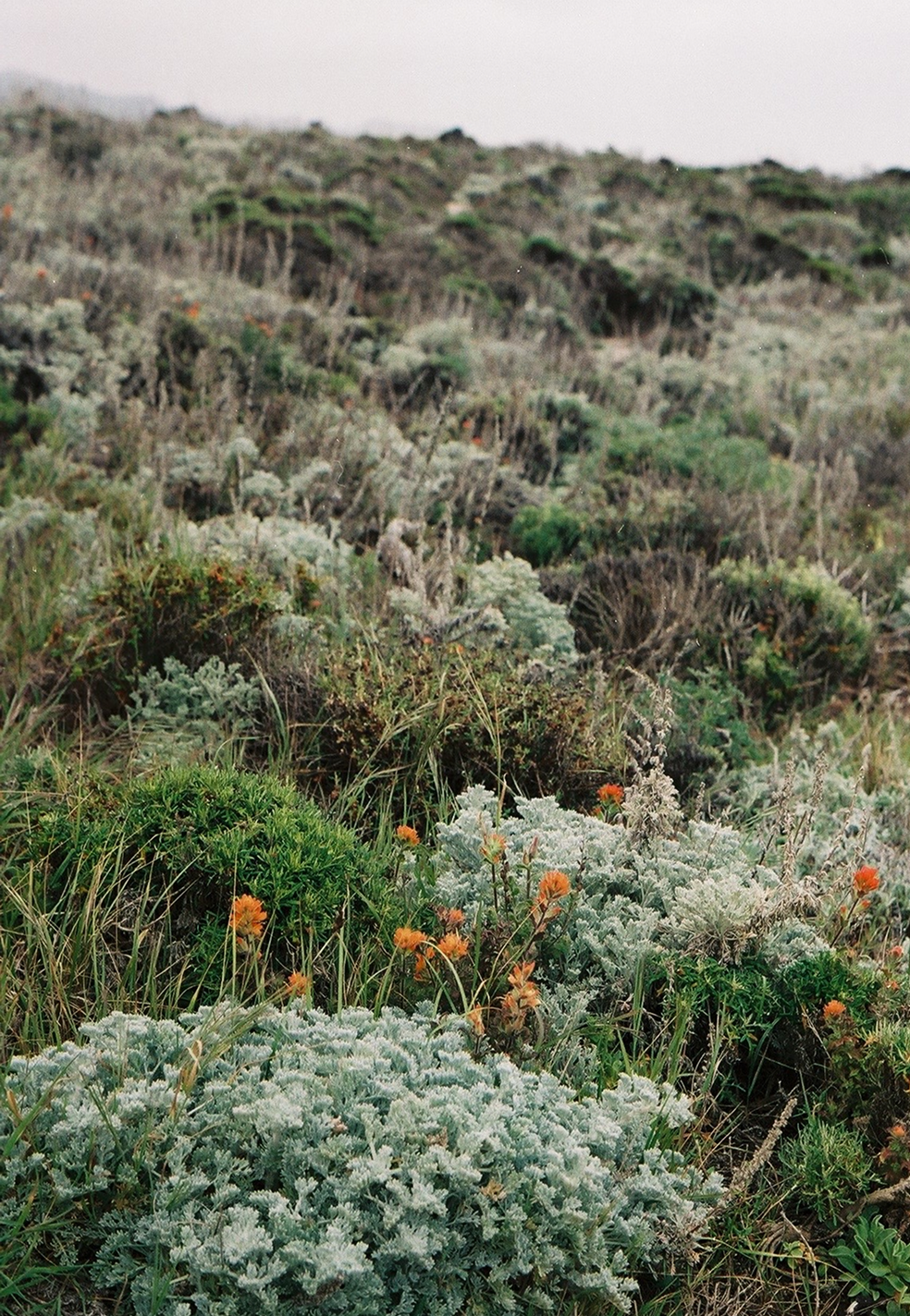 A hillside covered with various green and gray vegetation, including small shrubs and wildflowers, with a distant, blurred background of the same terrain.