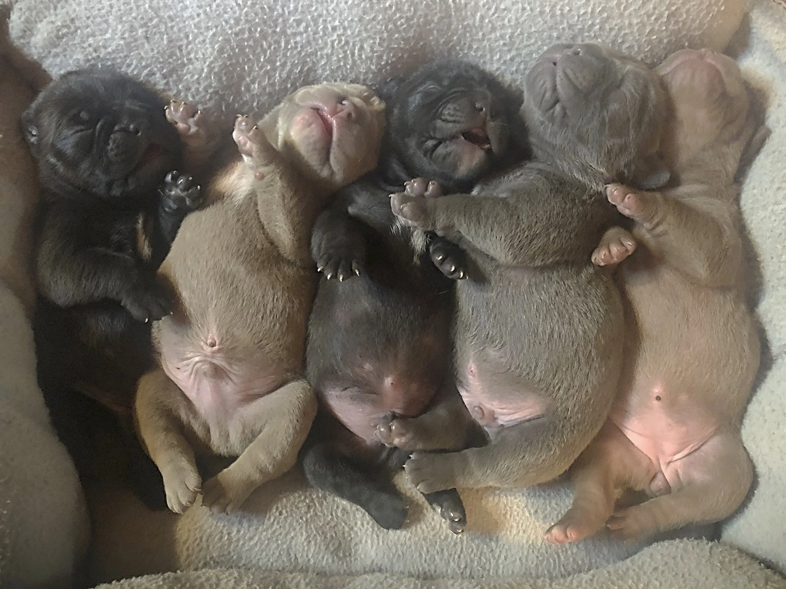 Nine newborn puppies sleeping together on a soft blanket, with some puppies curled up and others stretched out, appearing peaceful and content.