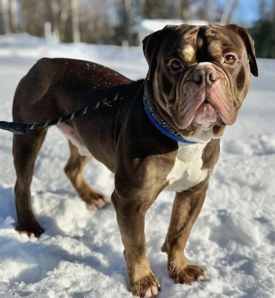 A brown and white bulldog standing on snow in an outdoor setting.