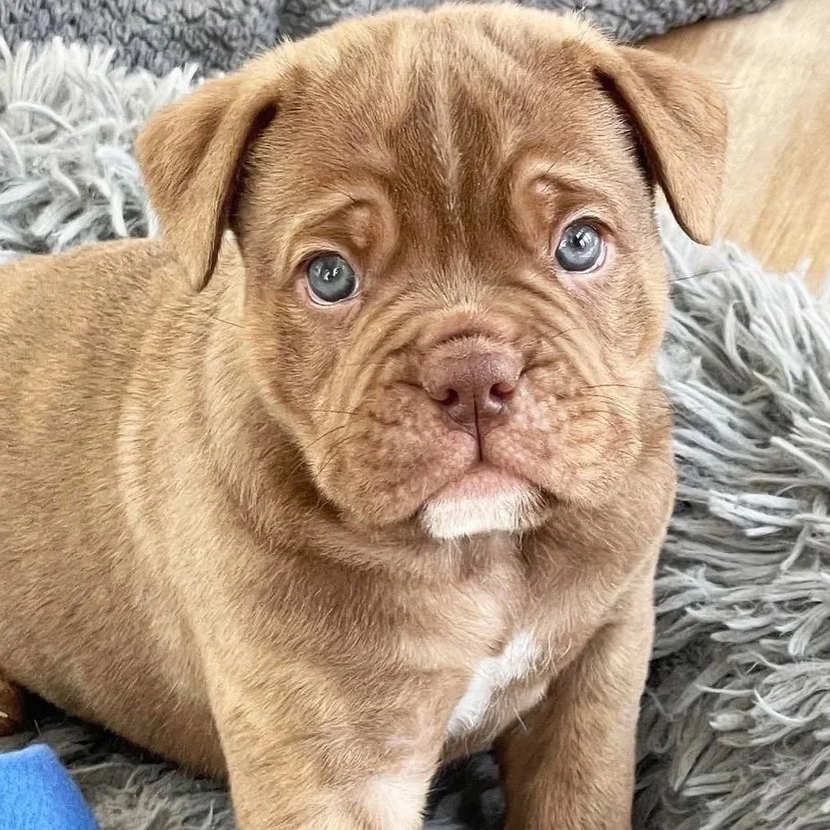 A cute brown puppy with blue eyes sitting on a fluffy gray blanket.