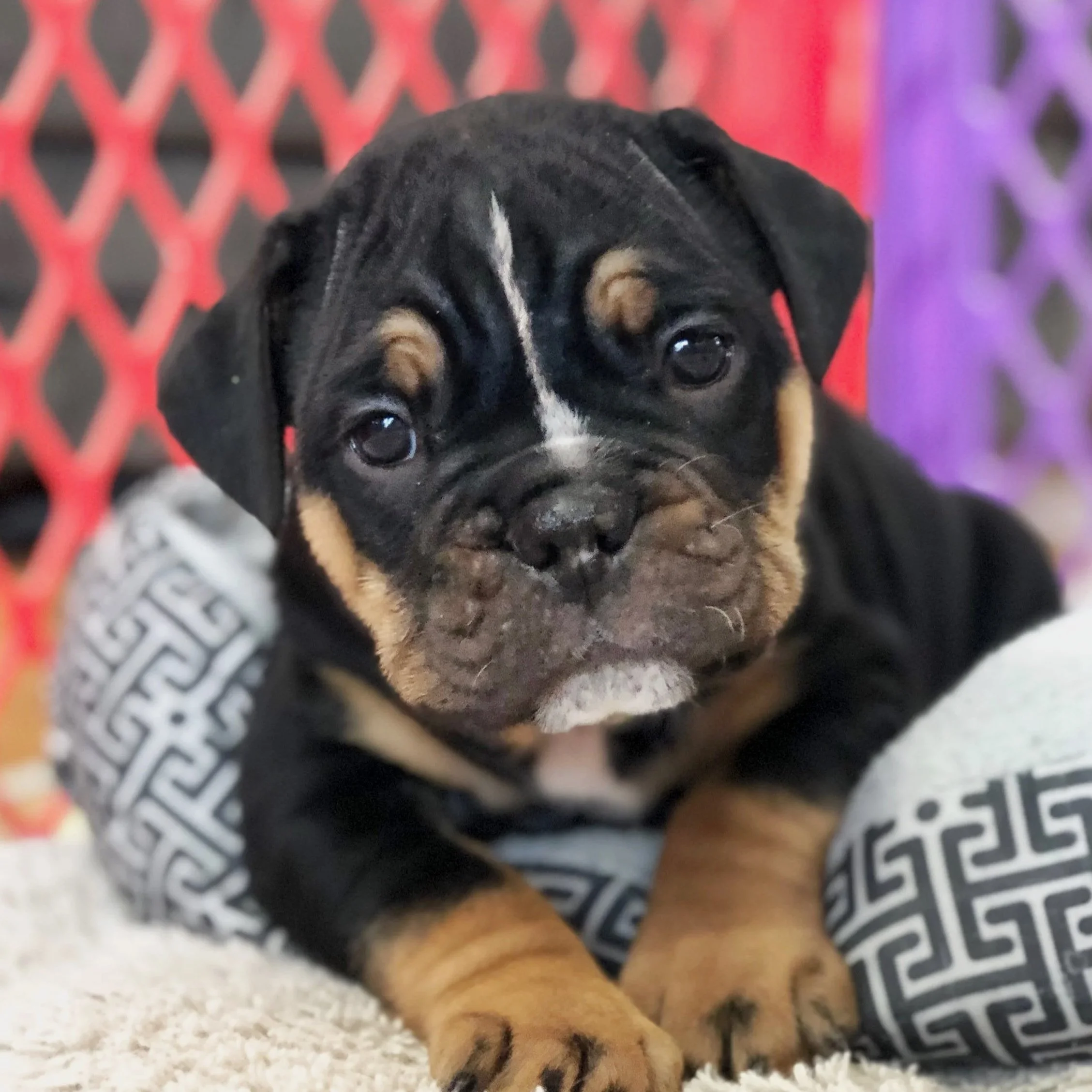 A adorable puppy with black, tan, and white fur, resting on a white textured surface in front of a red and purple background.
