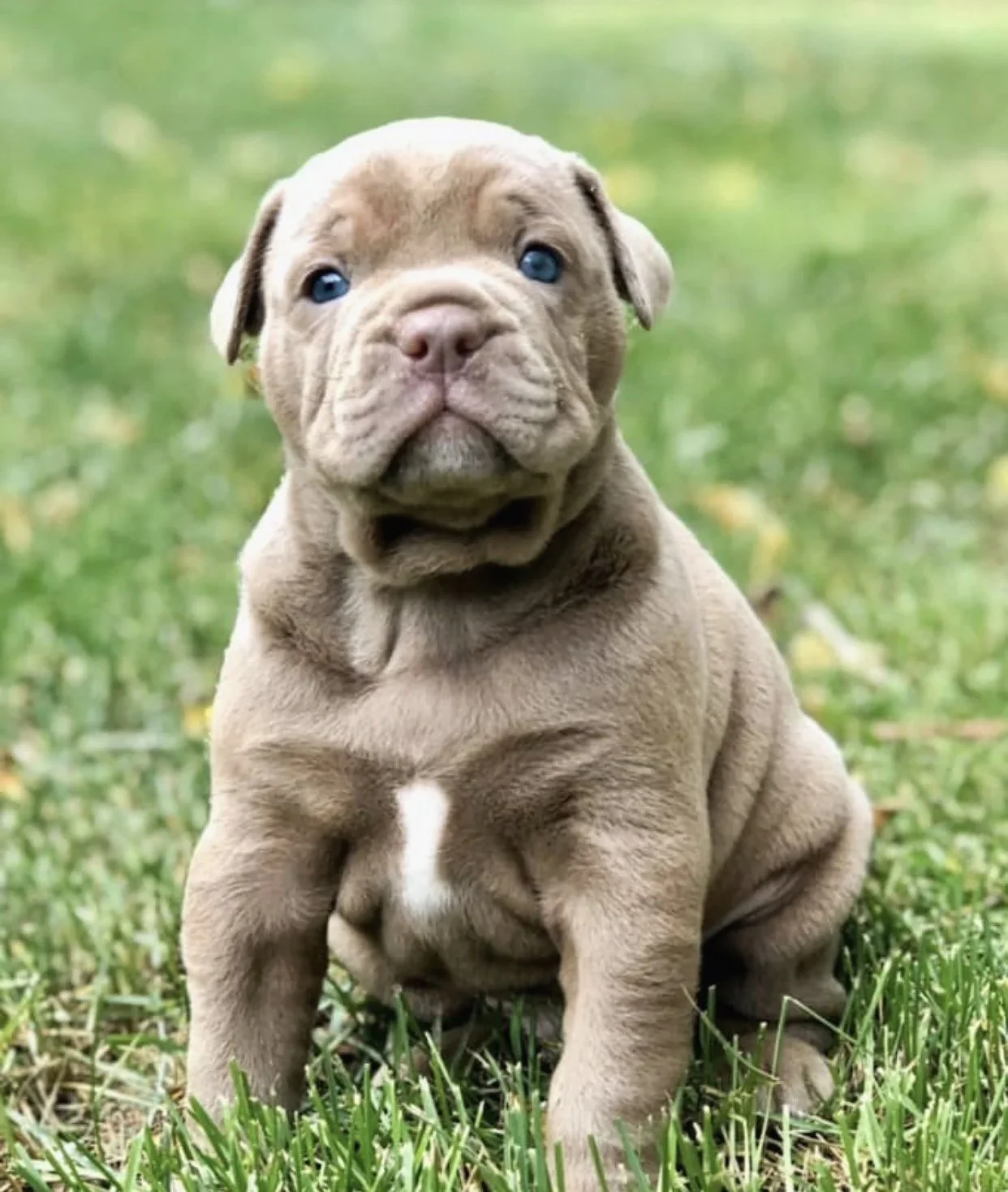 A cute puppy with blue eyes sitting on a grassy field.