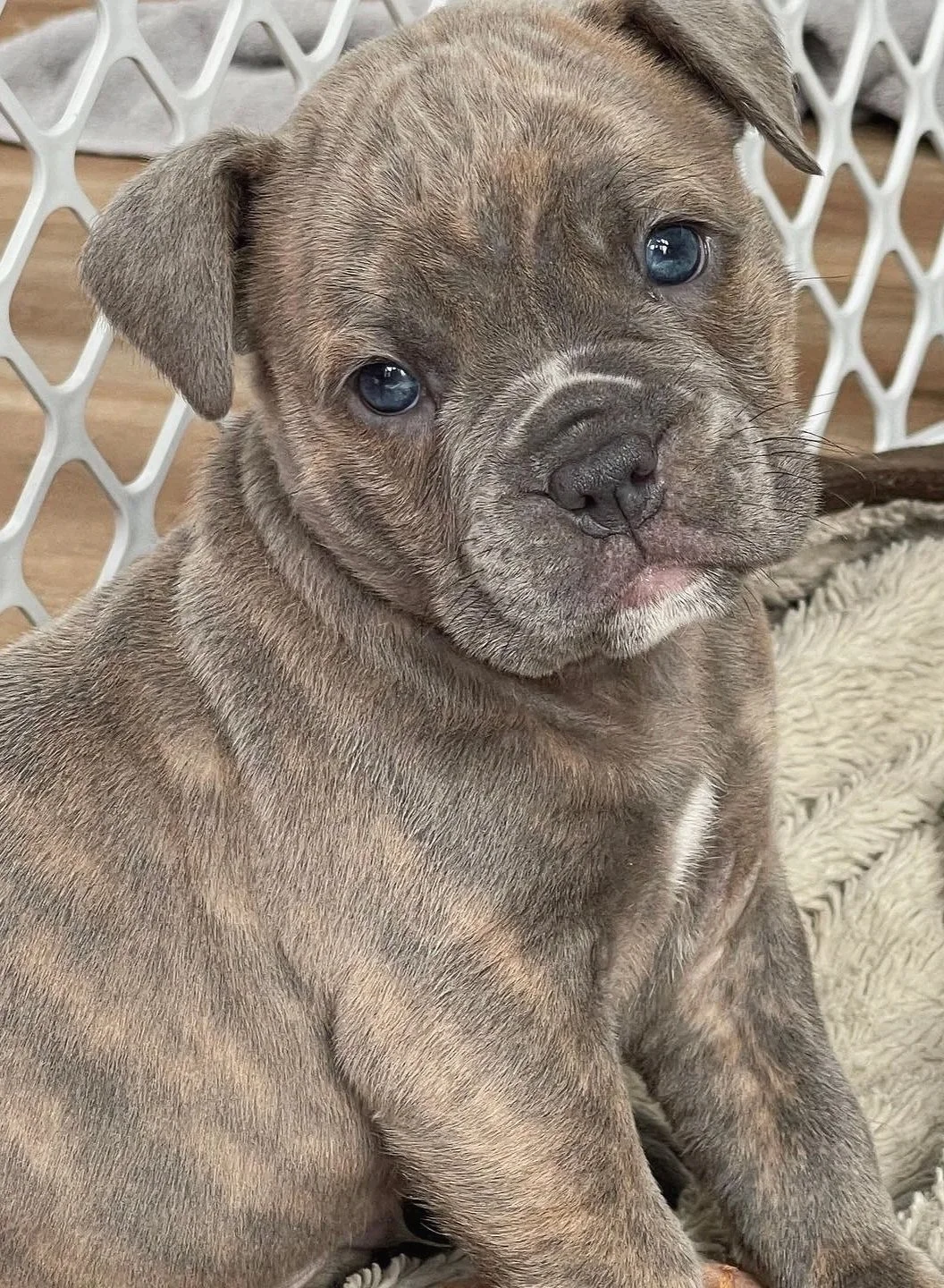 A cute puppy with light brown, gray, and tan fur, blue eyes, and a wrinkled face, sitting indoors near a white plastic gate and a cream-colored blanket.