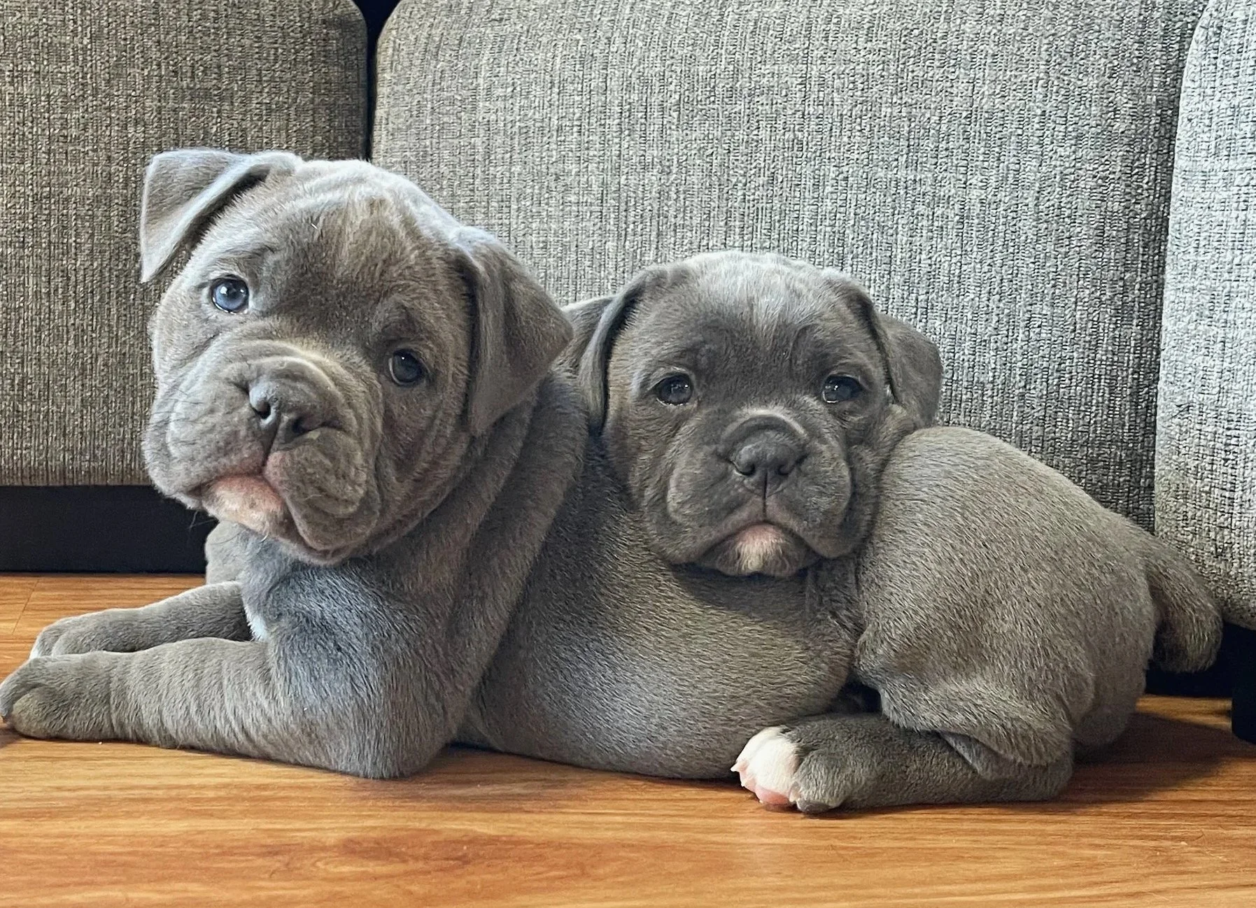Two gray puppy dogs lying on a wooden floor in front of a gray couch, looking at the camera.