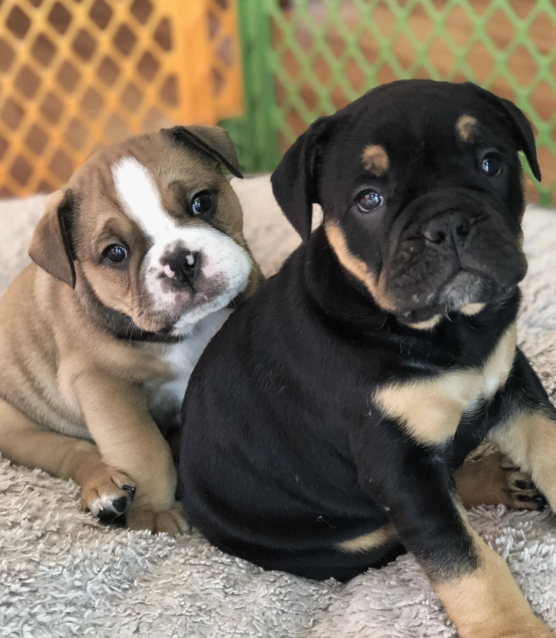Two adorable puppies, one tan with white markings and the other black with tan markings, sitting on a soft, light-colored rug with a colorful fence in the background.