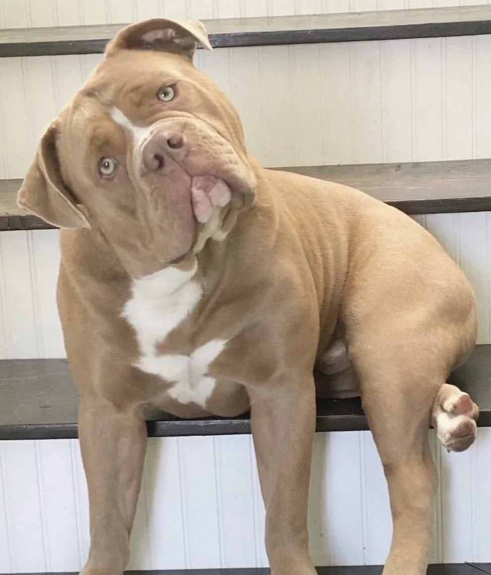 A brown and white puppy sitting on wooden stairs, tilting its head with an inquisitive expression.