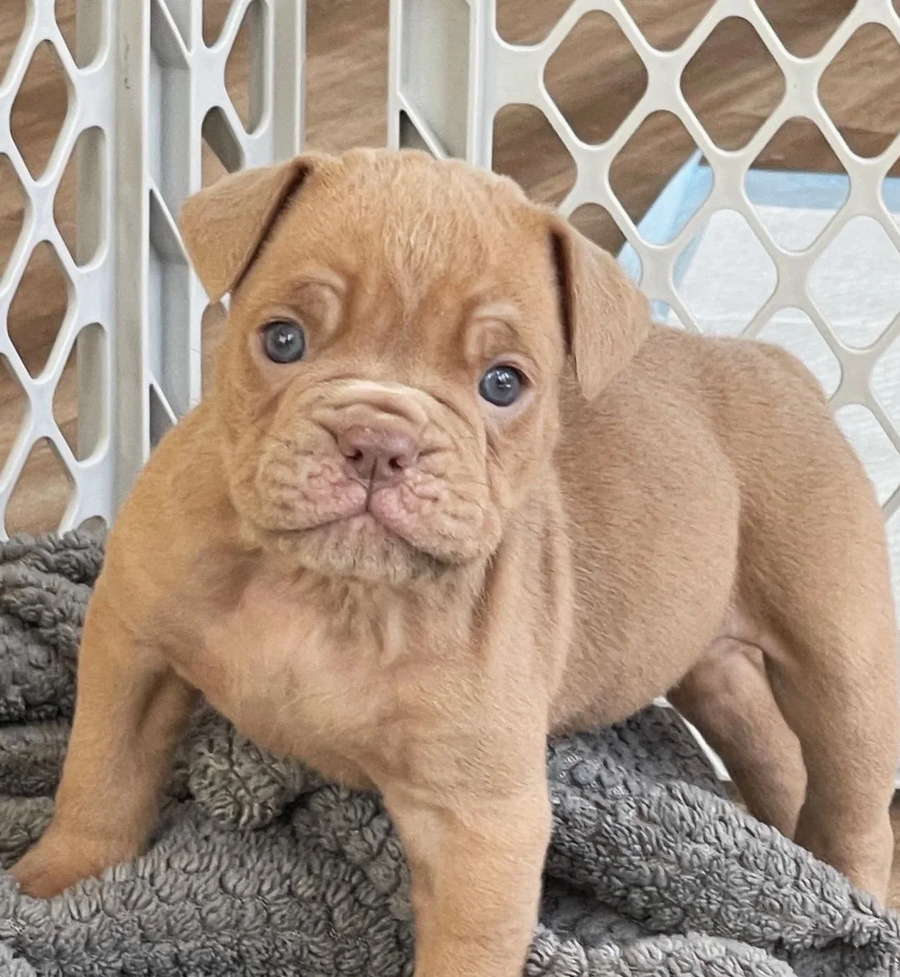 A cute, light brown puppy with wrinkled face and blue eyes standing on a gray blanket, inside a white playpen with a wooden floor in the background.
