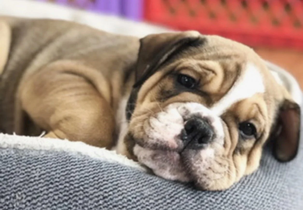 A cute bulldog puppy lying on a soft surface, looking at the camera with a relaxed expression.