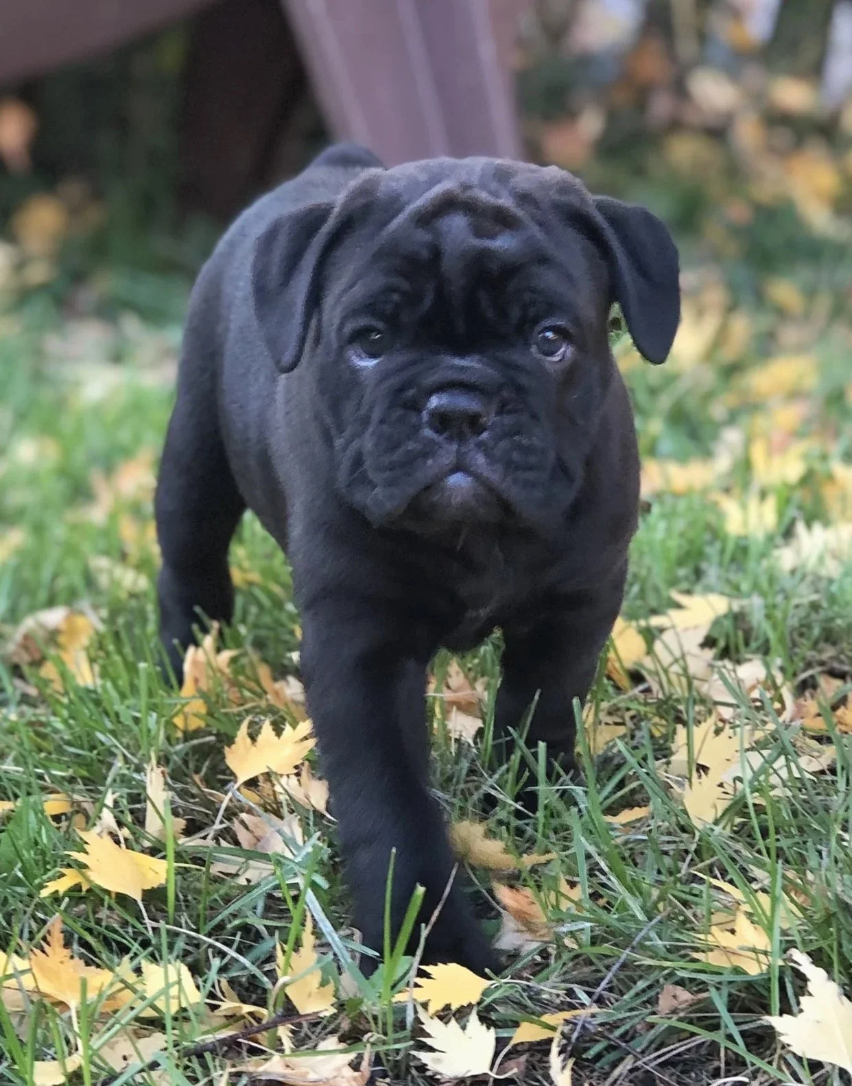A young black French Bulldog puppy walking on grass with fallen yellow leaves.